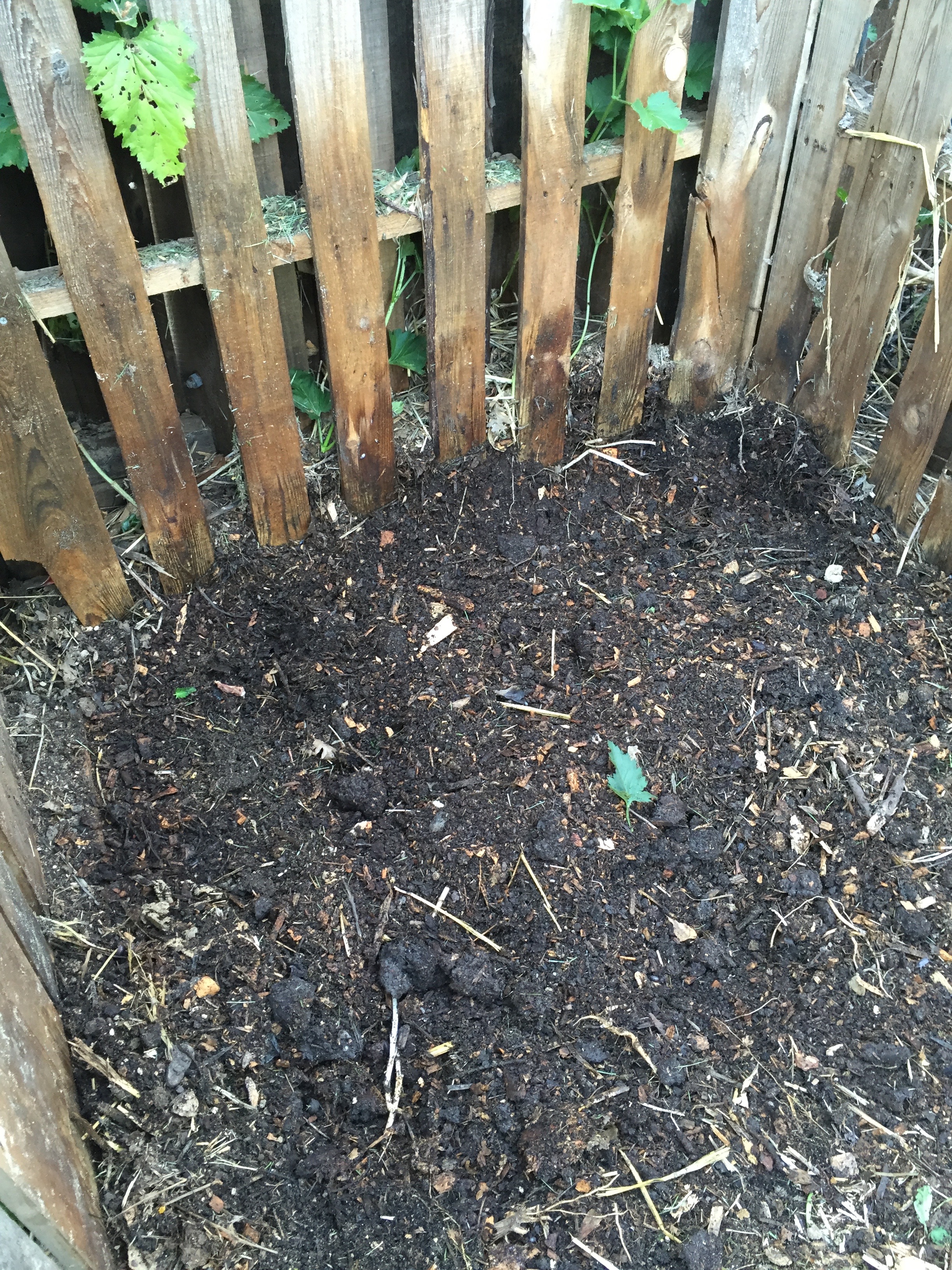 This bin is cleared out and ready for new loads of green and brown. I dug out some of the darkest, most beautiful compost at the bottom, and put it in with the garlic, only because it was the closest. See, lazy.