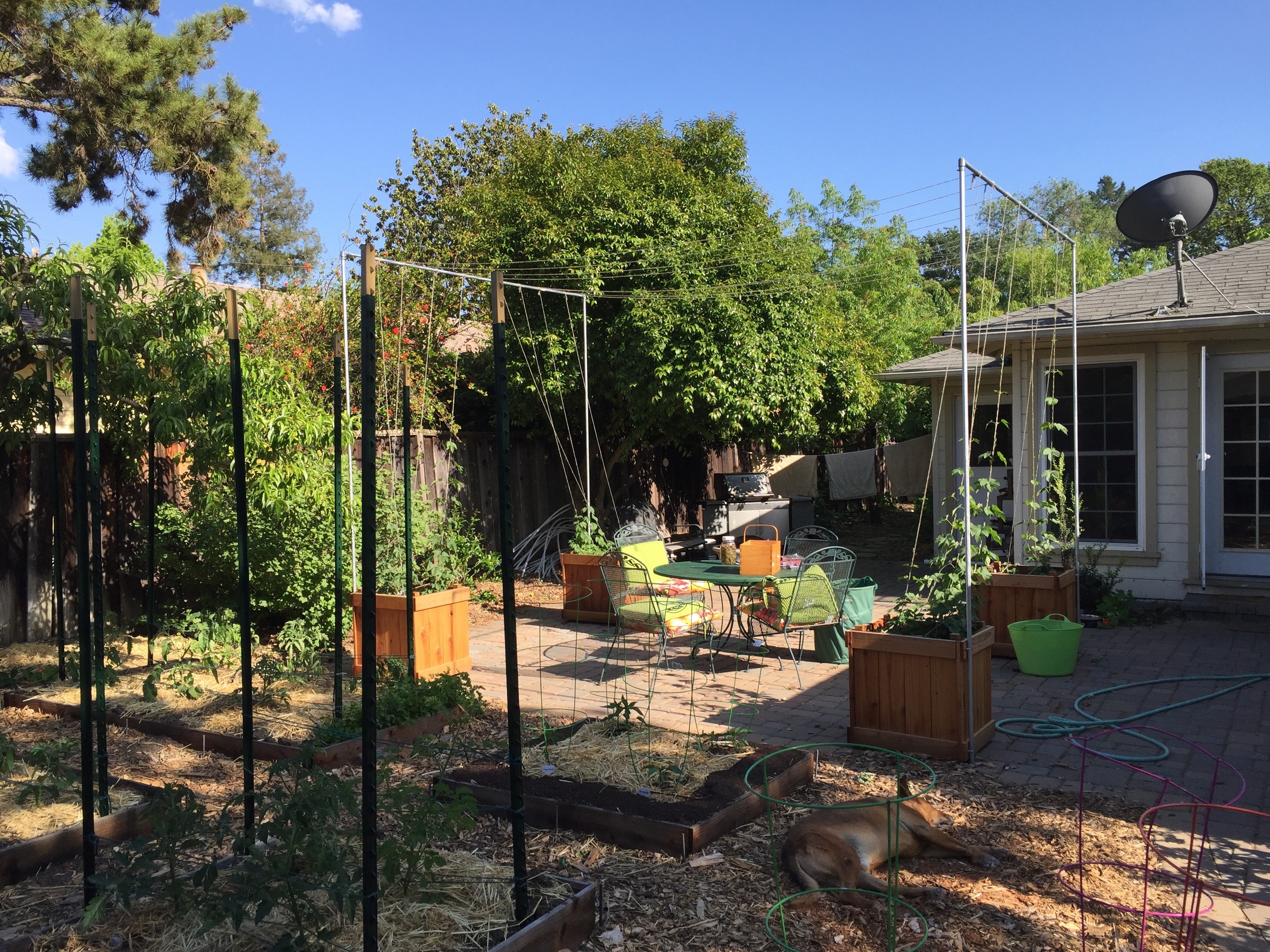 Up the rope trellises they go