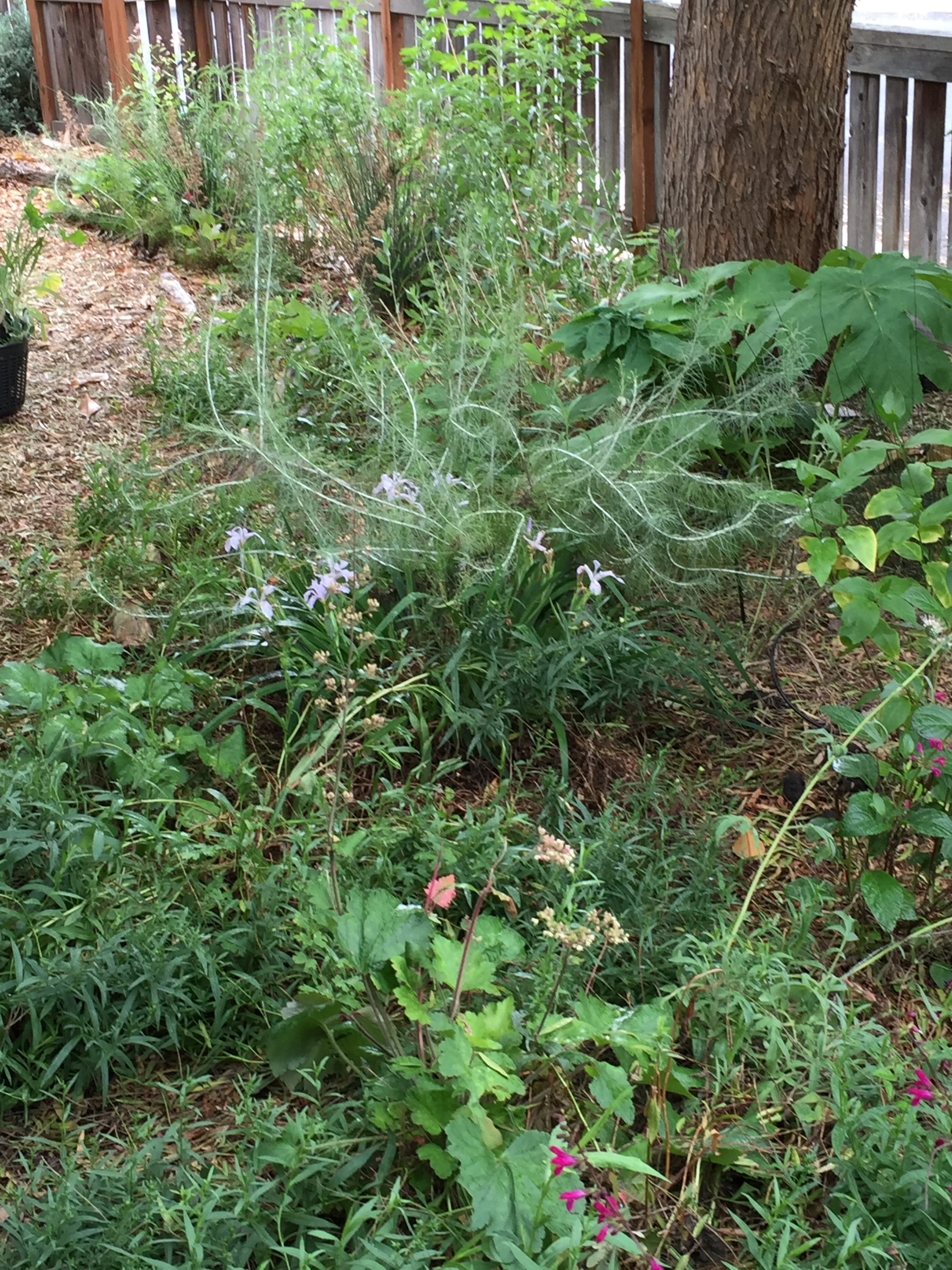 Under the pepper tree, you can see all kinds of different native plants, from coral bells to artemesia to cow parsnip to Douglas iris.