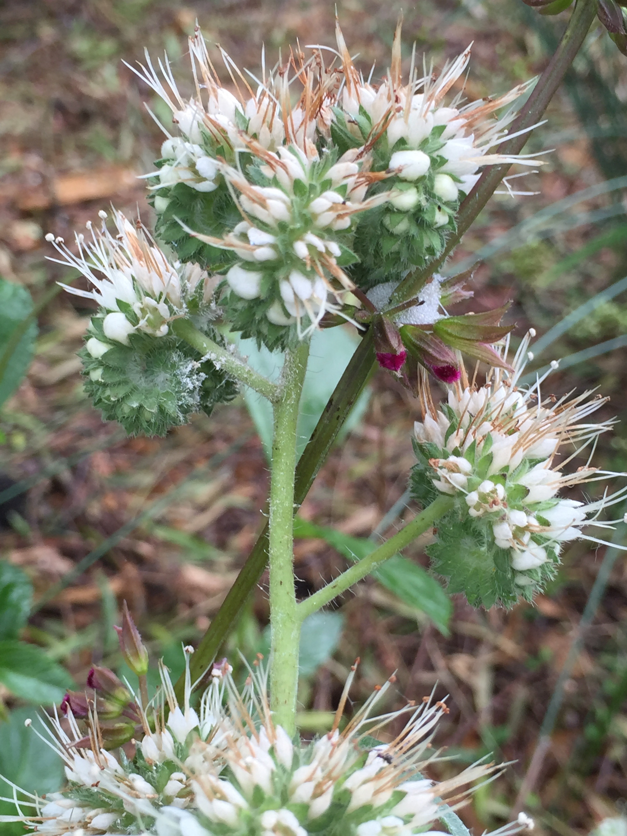 close up of some phacelia