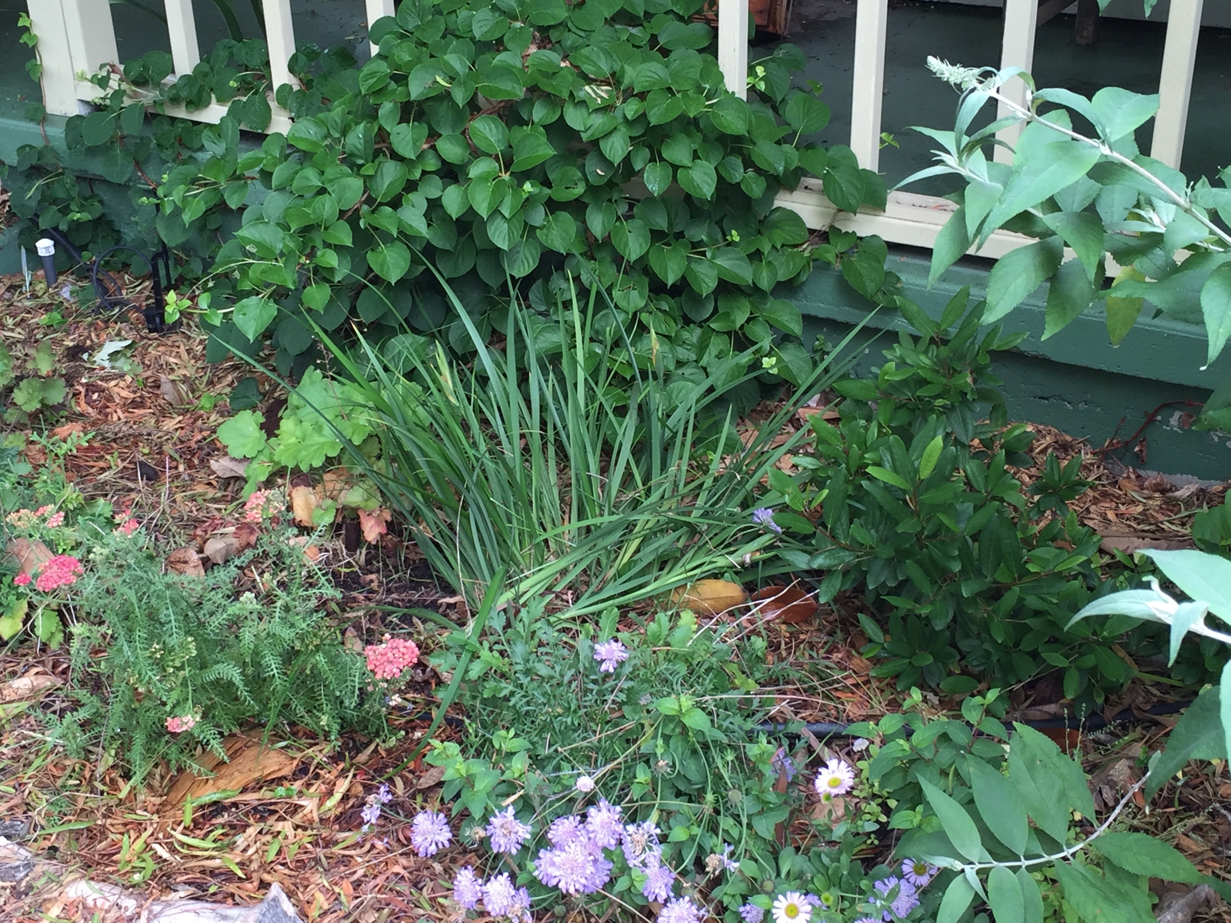 by the porch you can see scabiosa, erigeron, yarrow, coffee bush, hydrangea