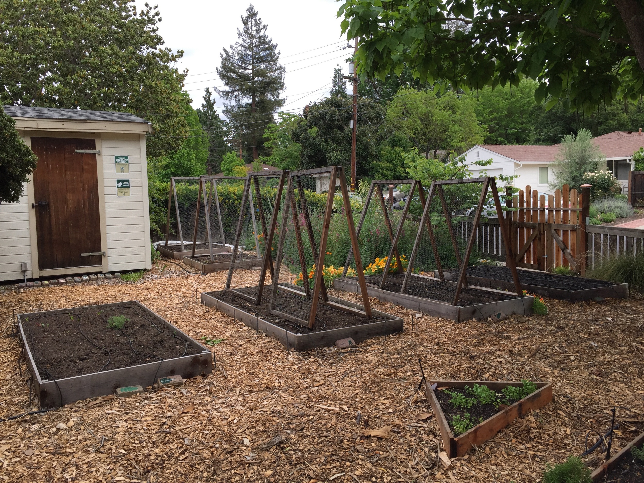 Mostly bare at the moment, in a couple of weeks these beds will be filmed with green. You can see the nasturtiums at the back of the cucumber bed, and back there is also the pollinator garden.