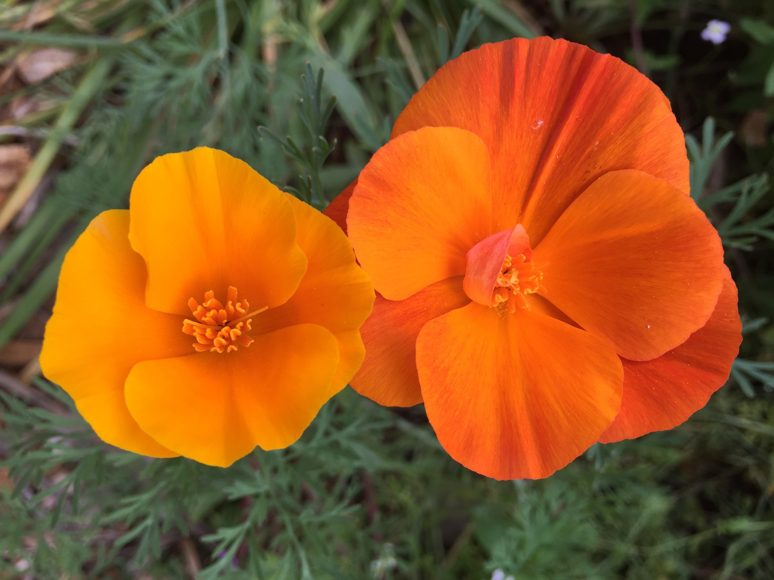 California poppies