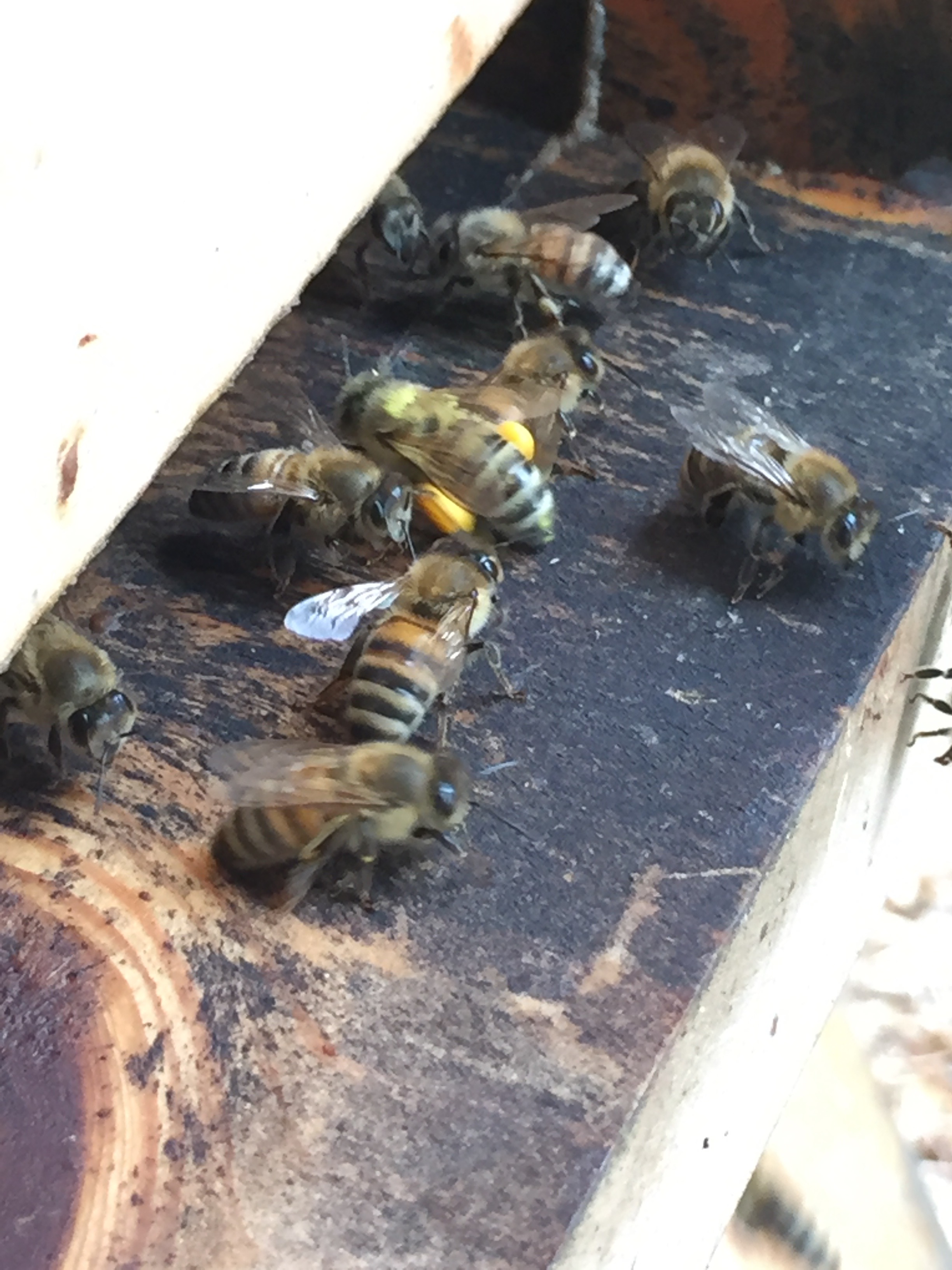 bringing in pollen