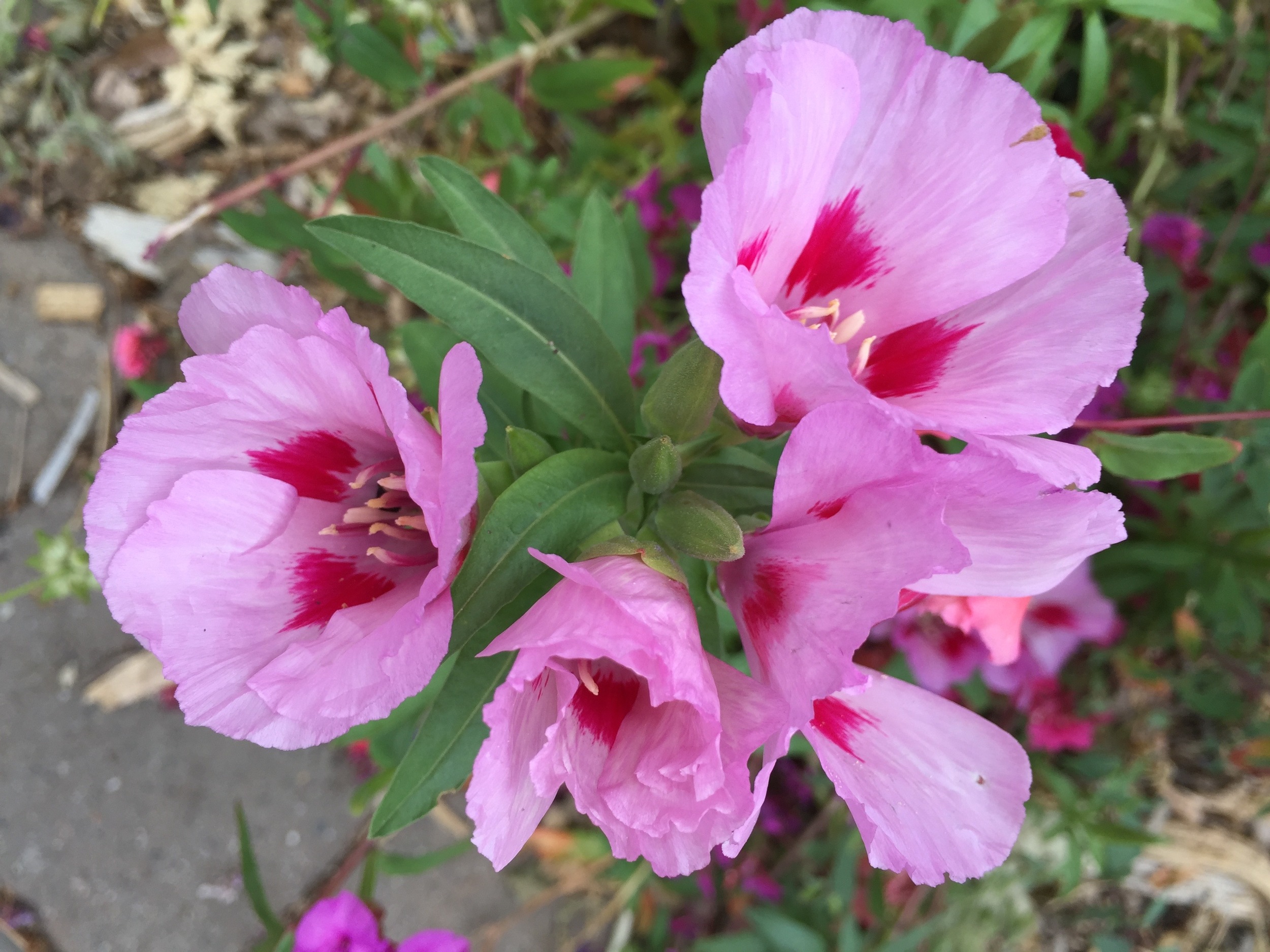 Clarkia, farewell-to-spring