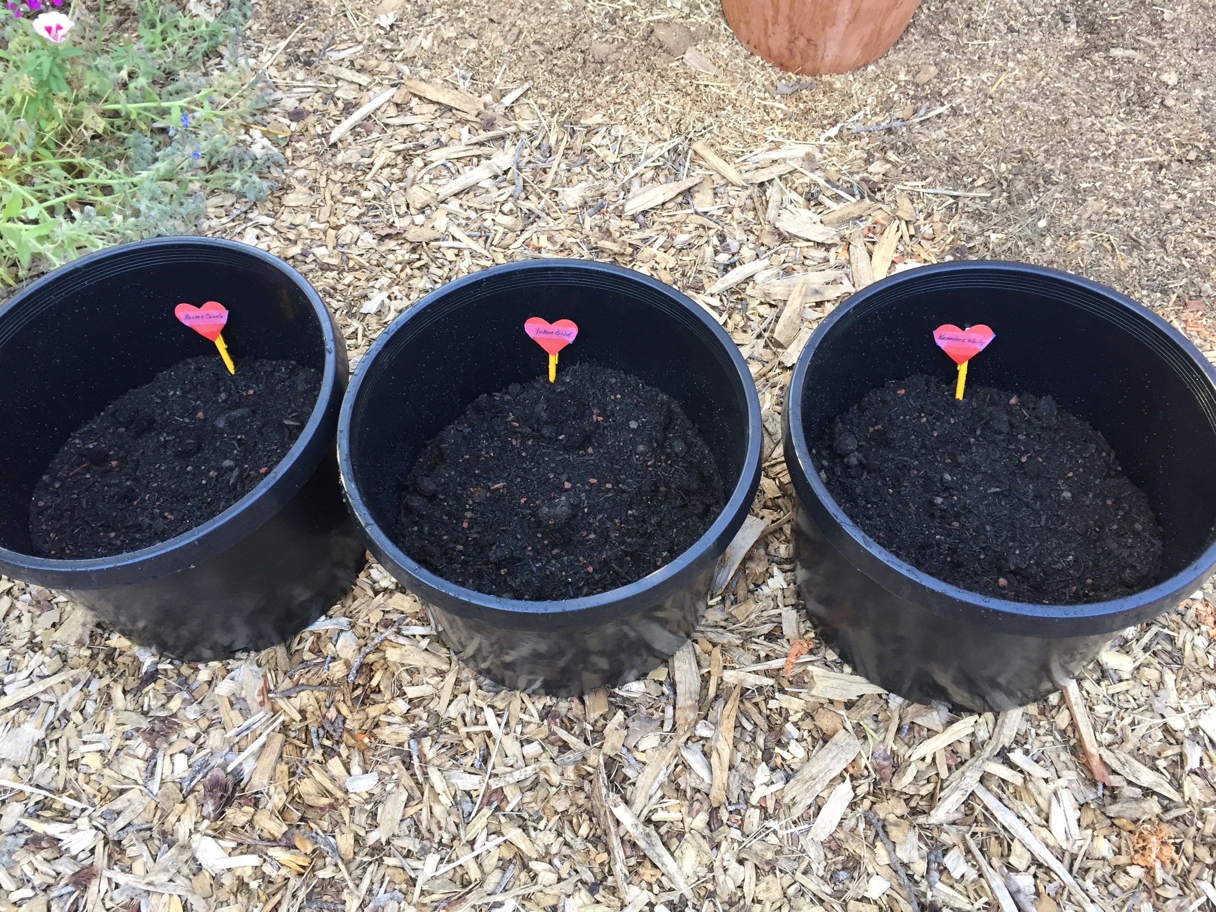 Three of the five pots. I need some more markers, but meanwhile these pencil and recycled valentine markers will do just fine.