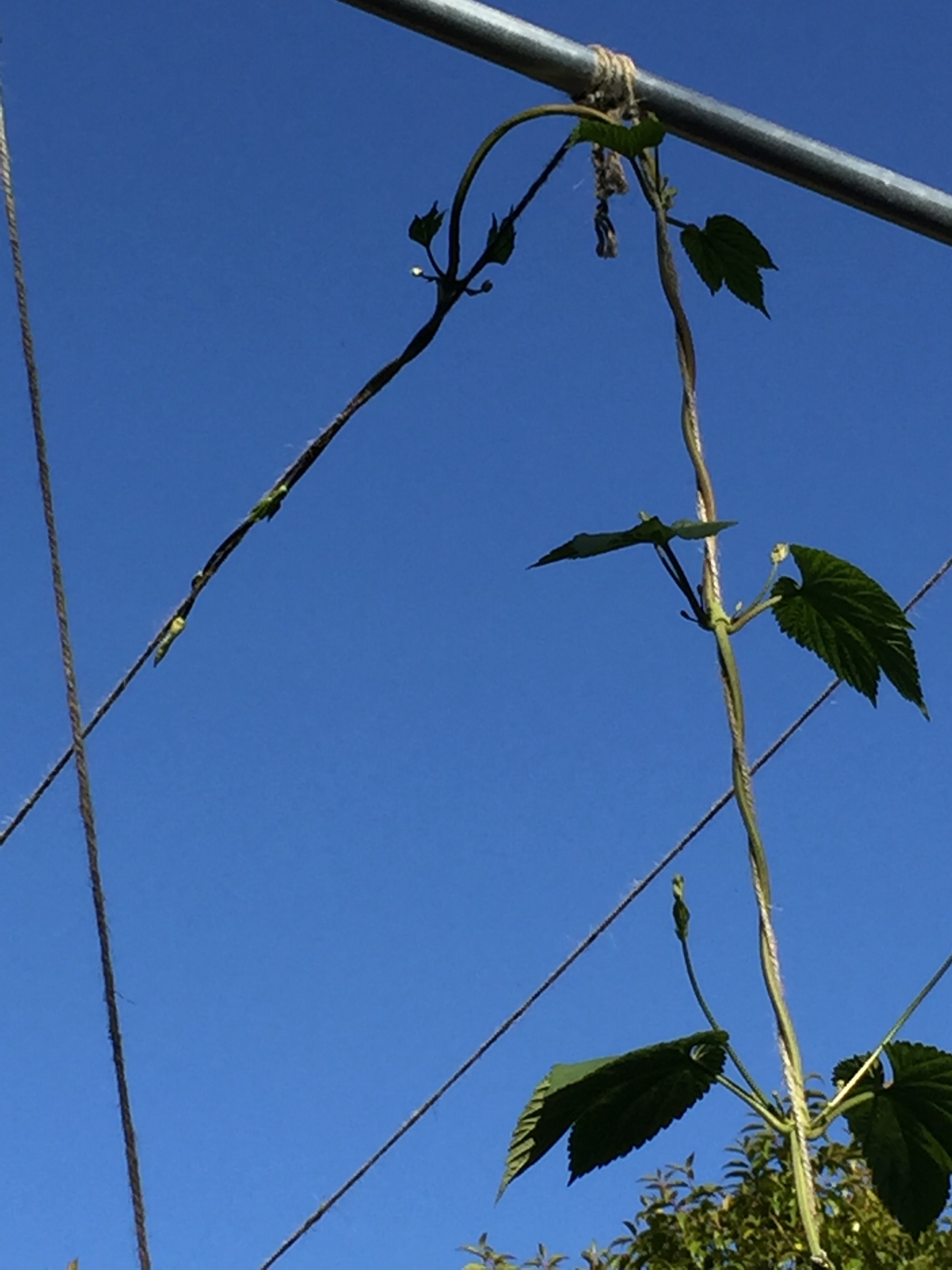 One of the hop bines has reached the top, and is now growing sideways (with a little instruction)