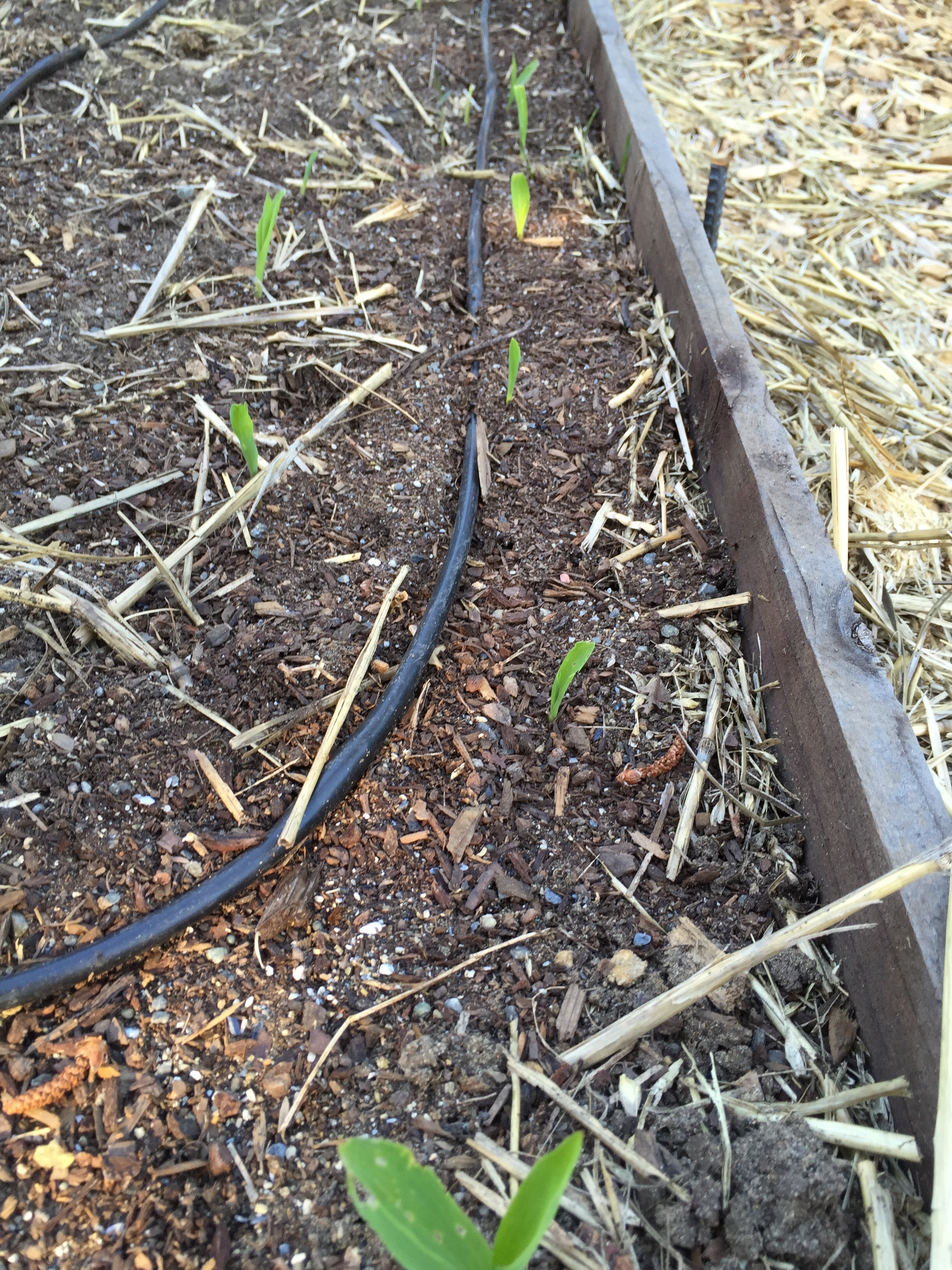 The first planting of corn is sprouting!
