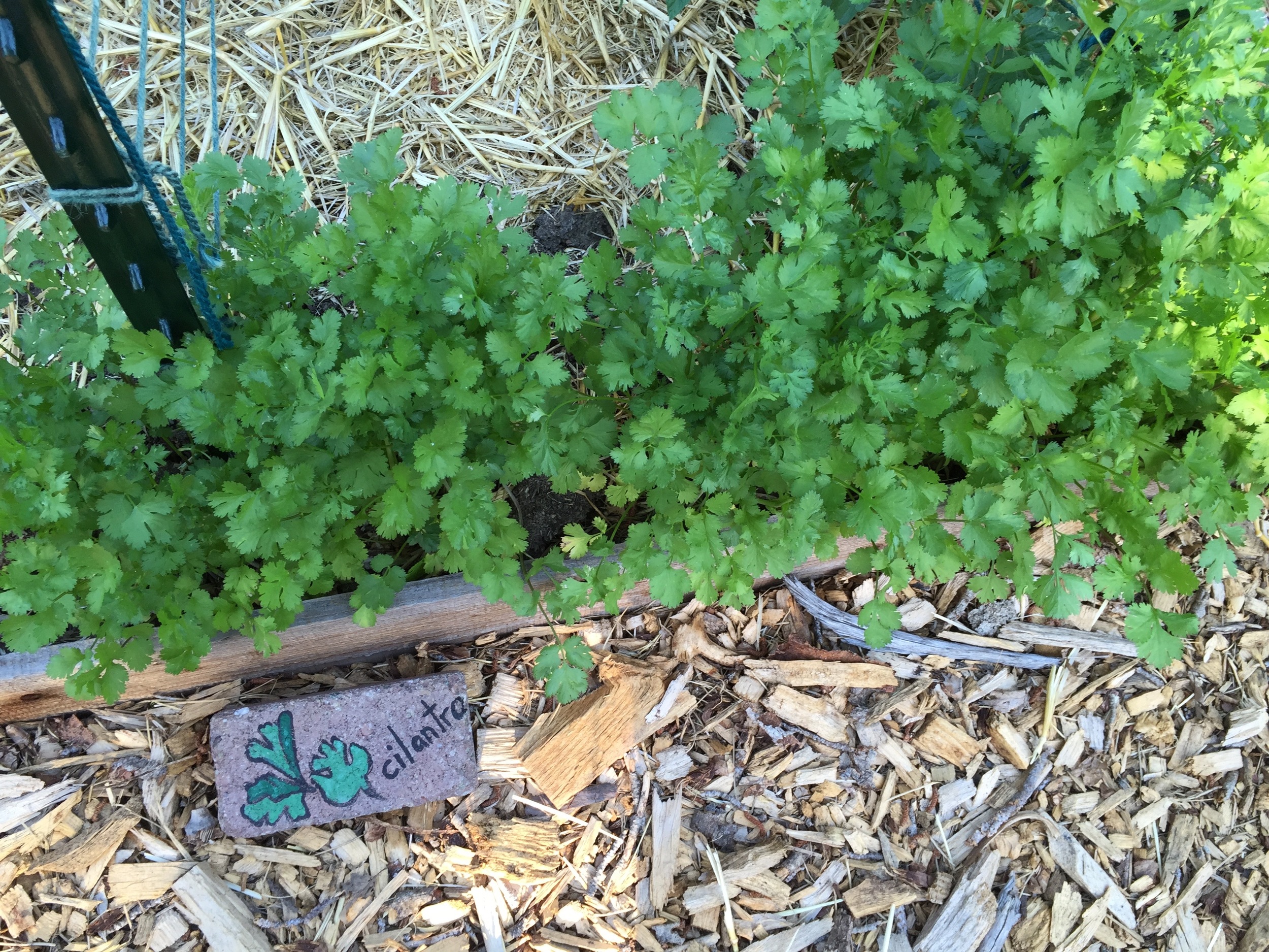 The first seeding of cilantro is ready for eating
