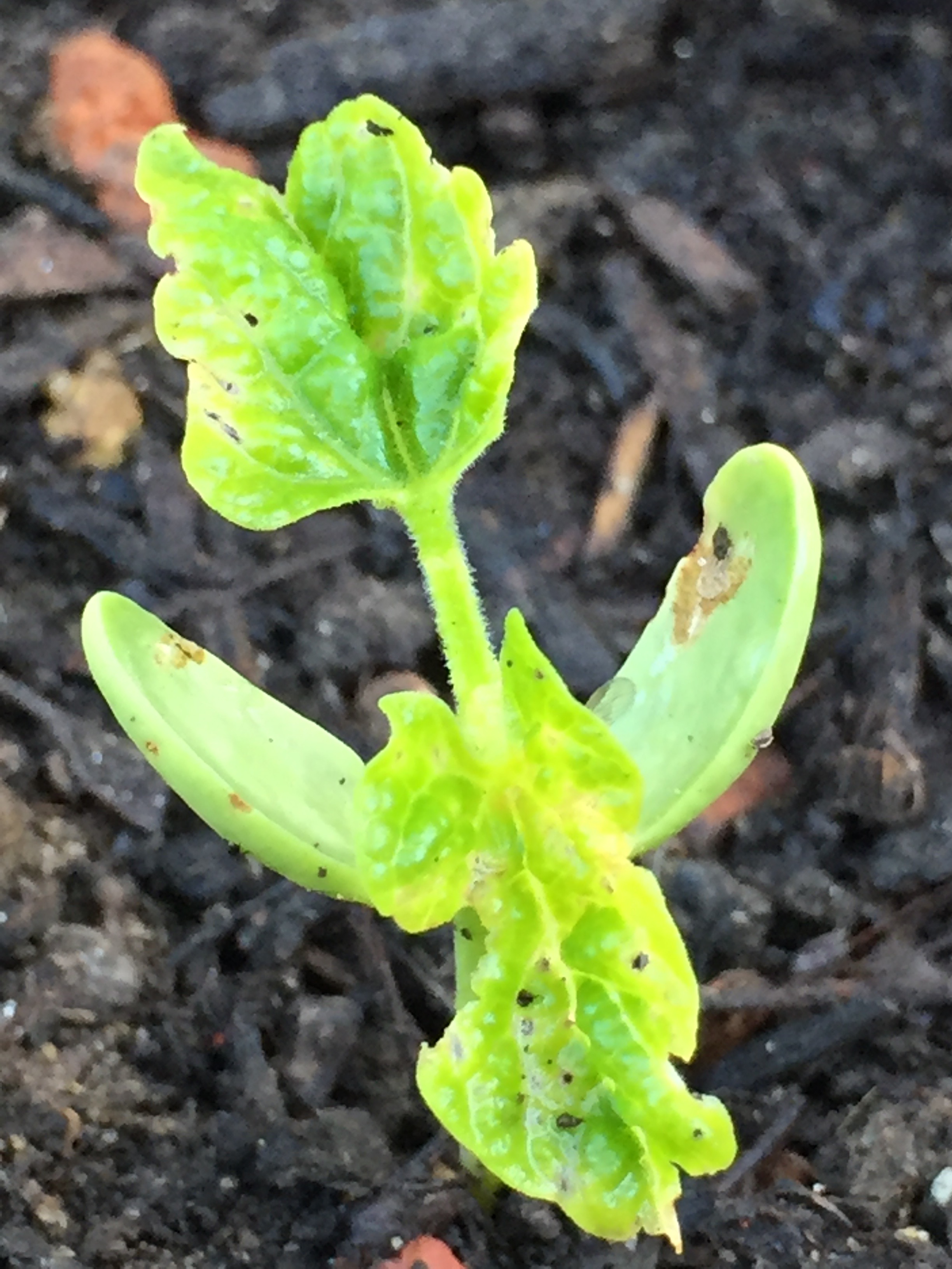 pole bean sprouts