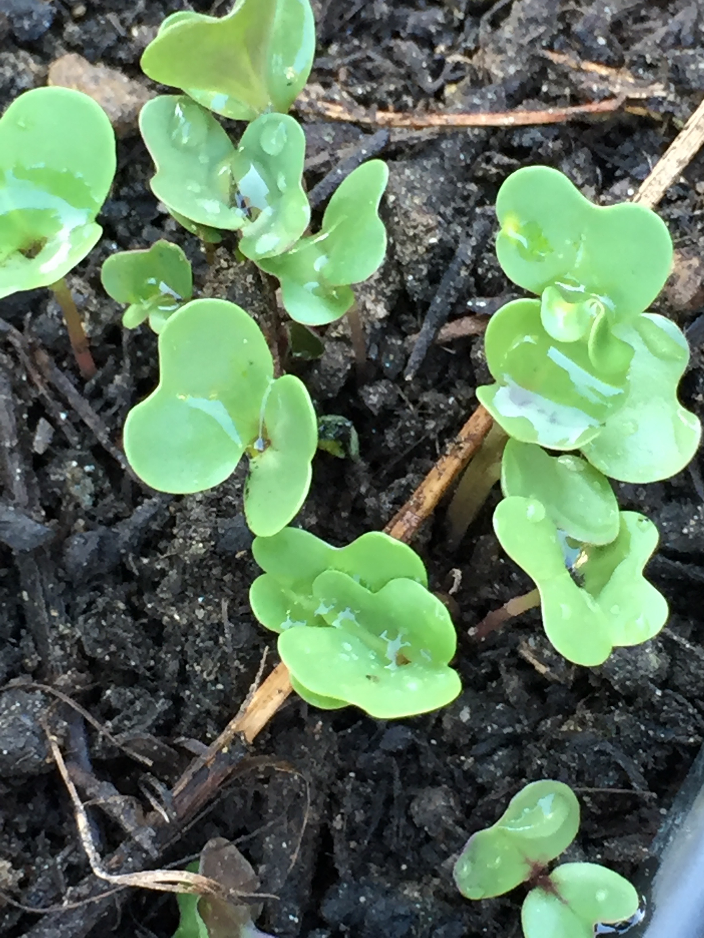 baby collards