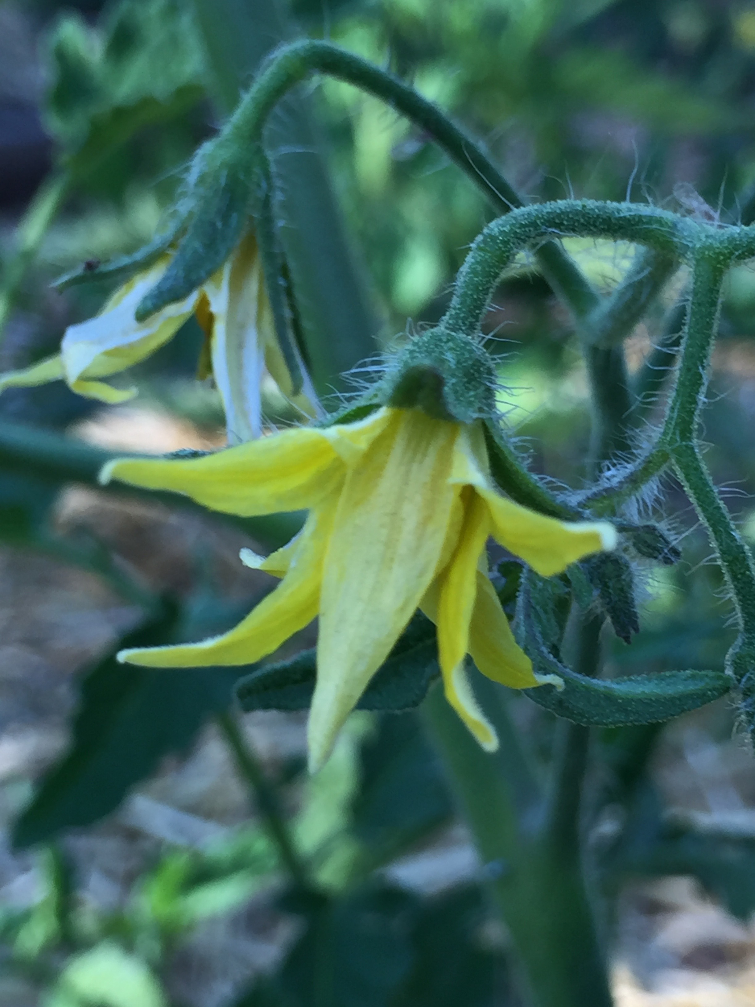 The tomatoes are all doing well, flowering like crazy