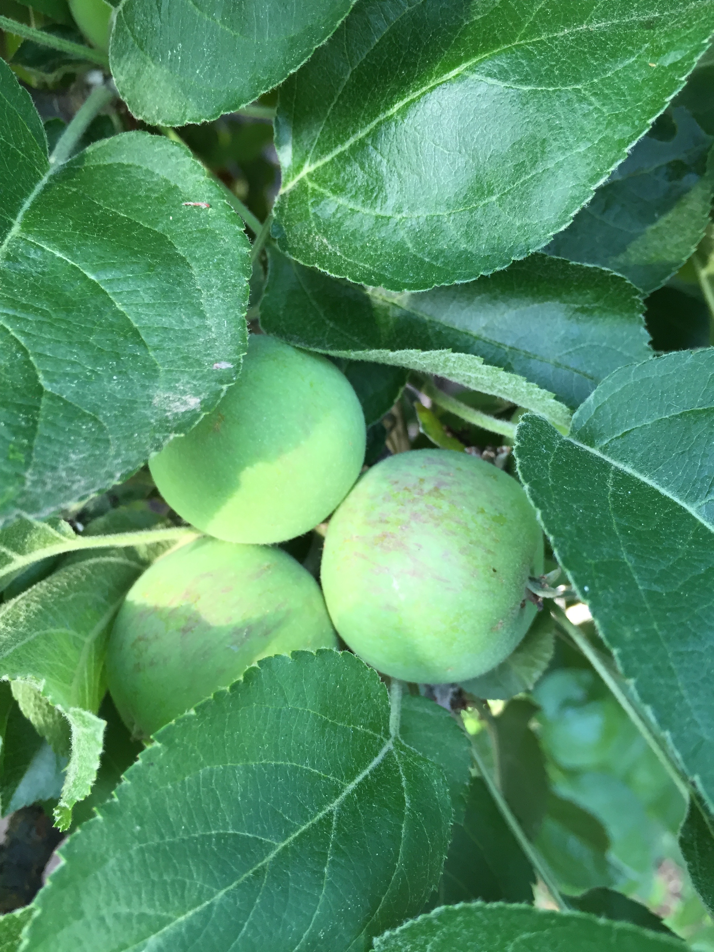These apples are about golf ball size