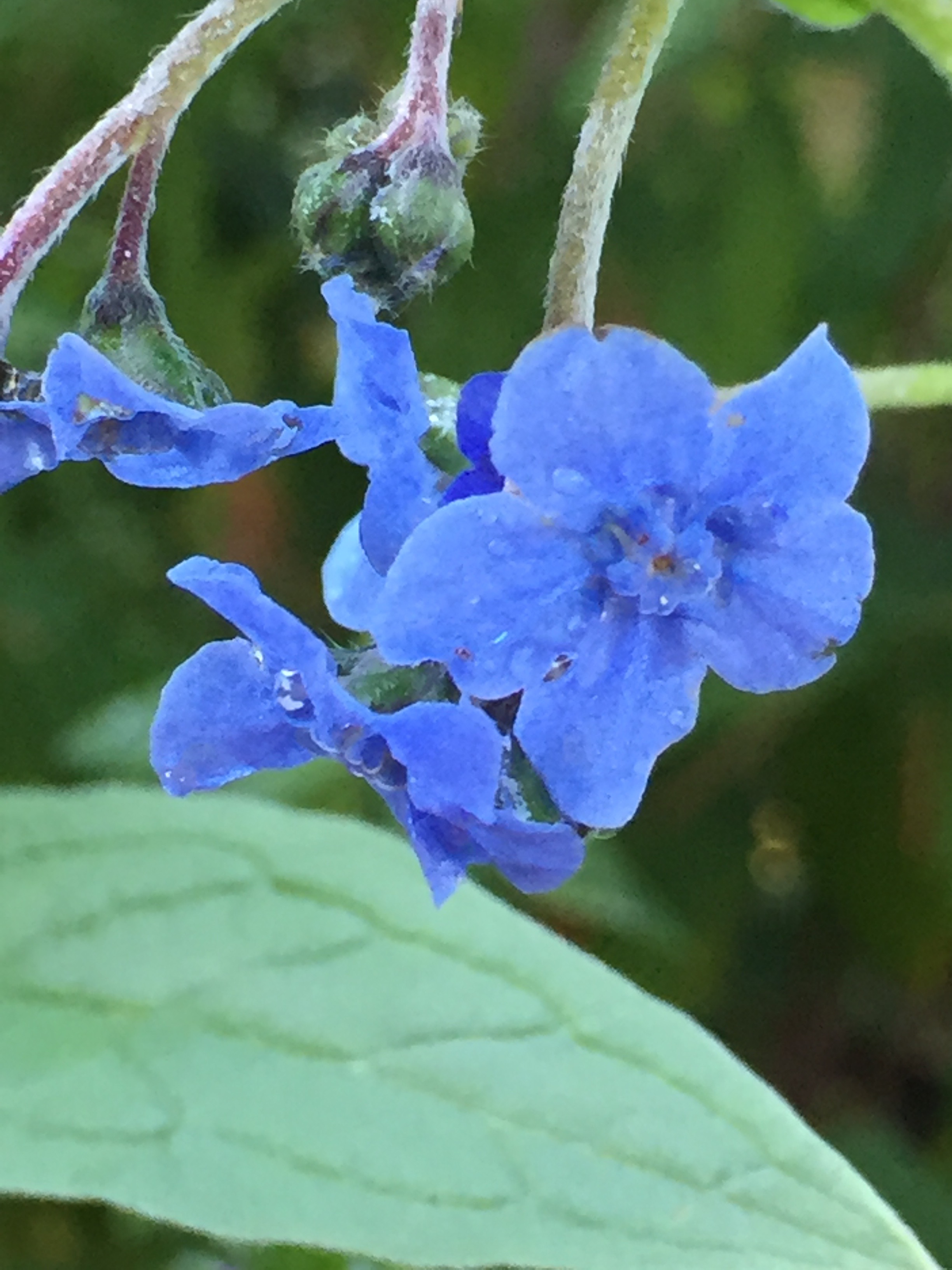 forget-me-not