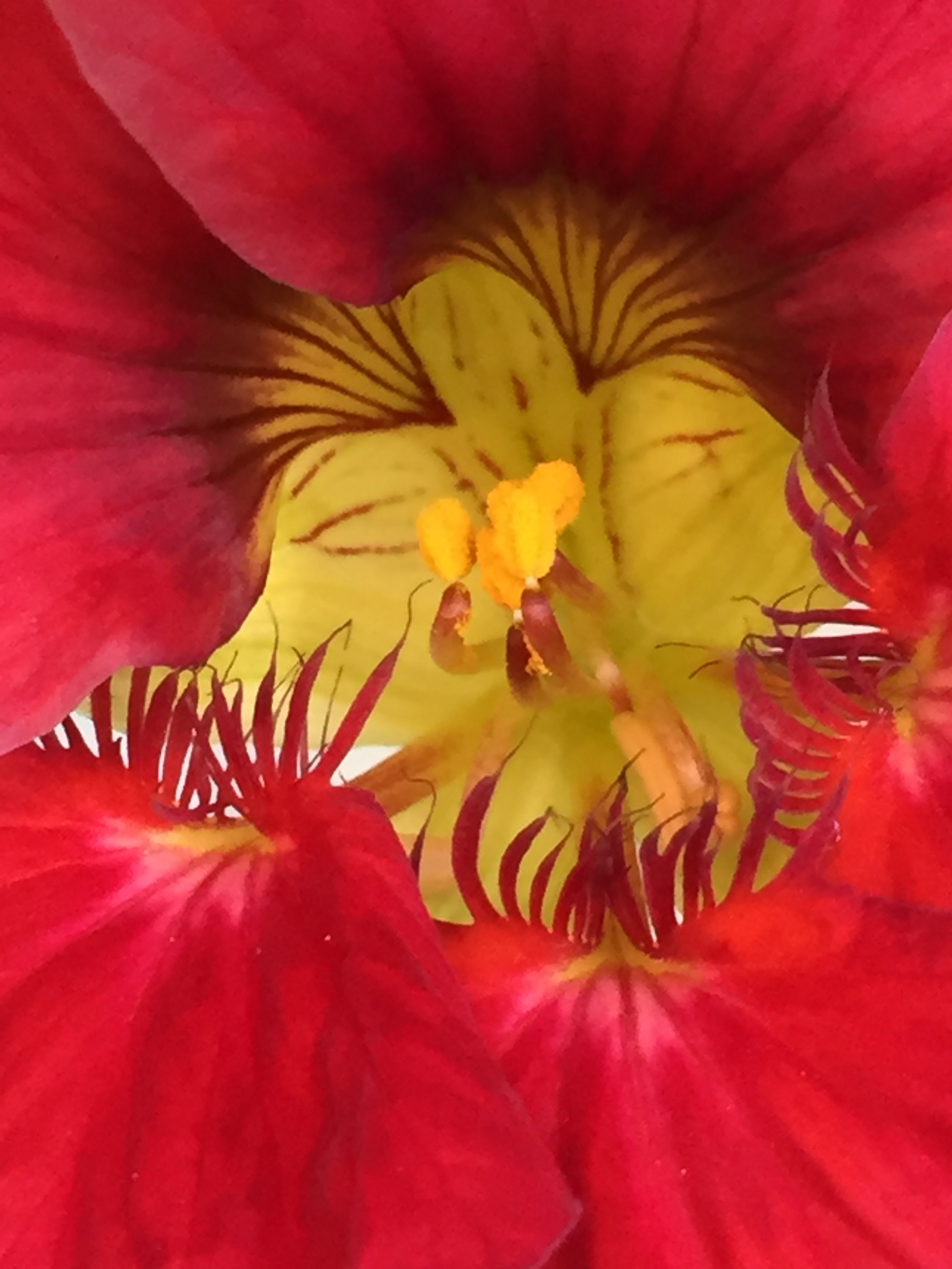 the throat of a nasturtium