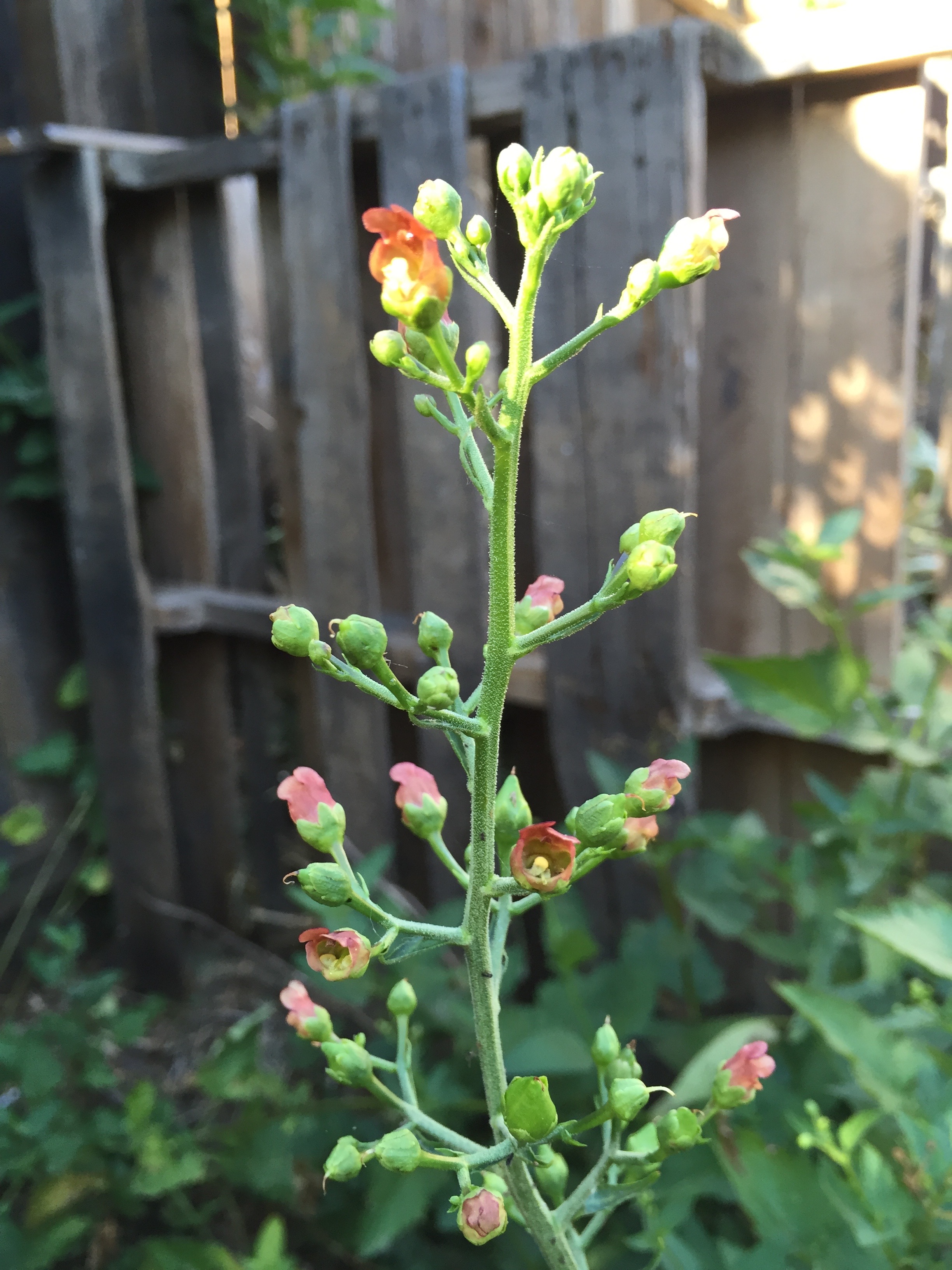 This little plant is a star in the garden - it's called 'bee plant' and is in the mugwort family. It spreads freely, and though the honeybees don't visit this flower often, native bees LOVE it. As you can see, this plant is spreading next to the compost bins, which will improve the look of them tremendously.