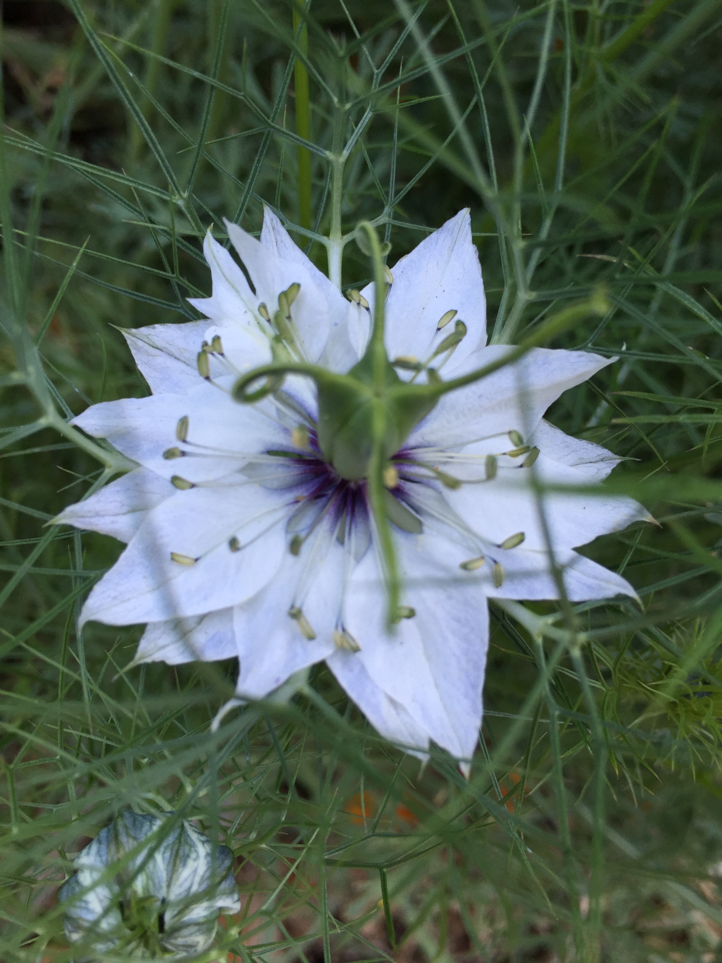 Nigella - 'Love in a Mist"