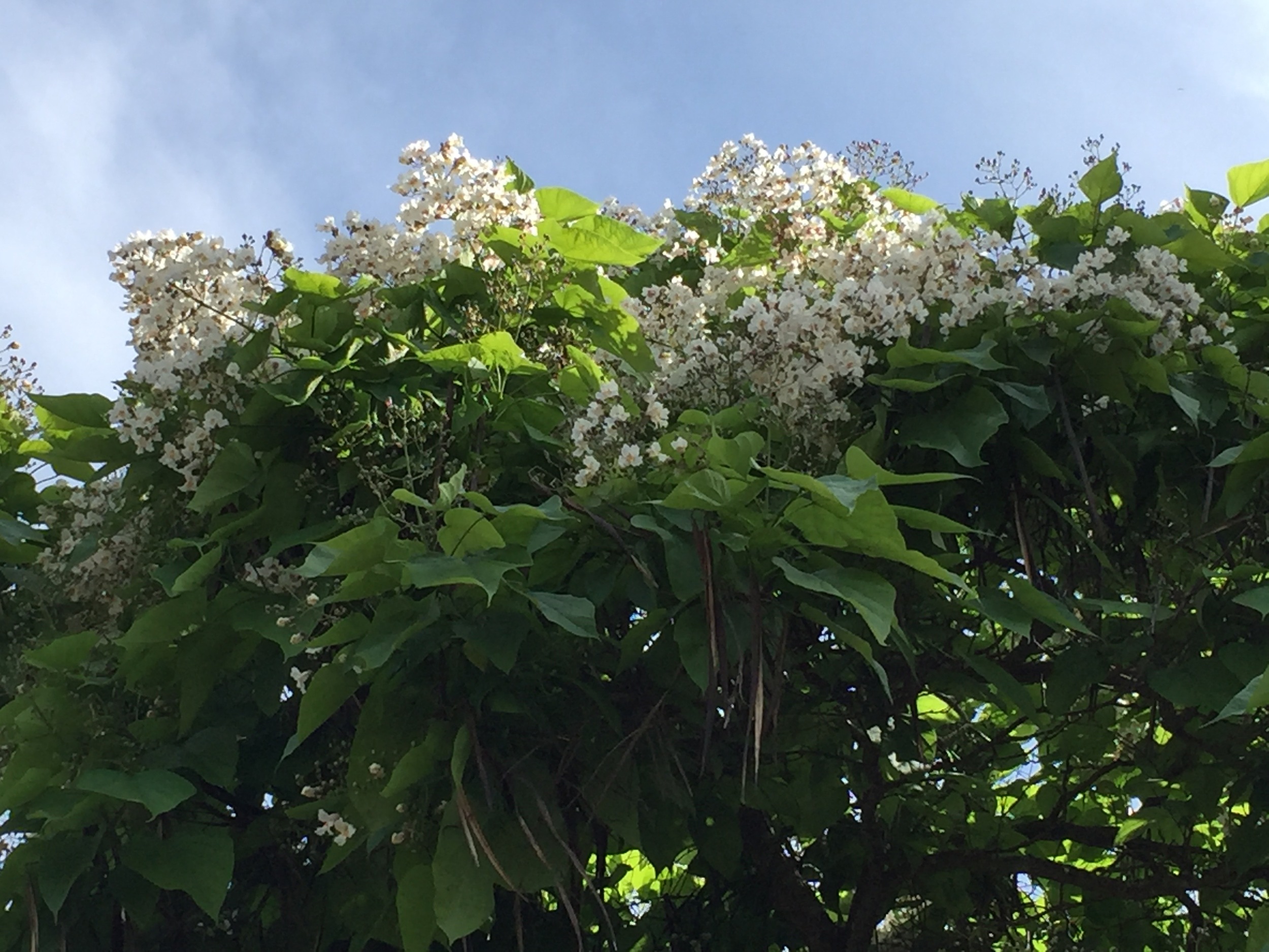 Blooming gloriously. What you need for this picture is 'hear-o-vision' - so you can hear the constant loud buzzzzz coming from the blossoms.