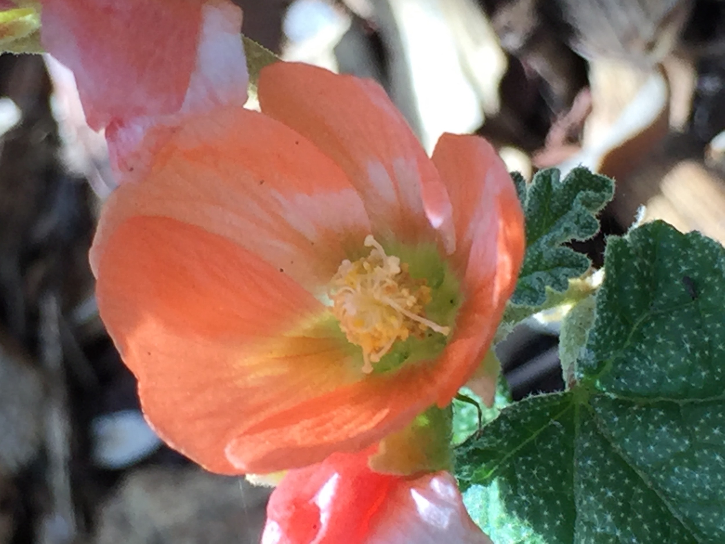 Apricot Mallow