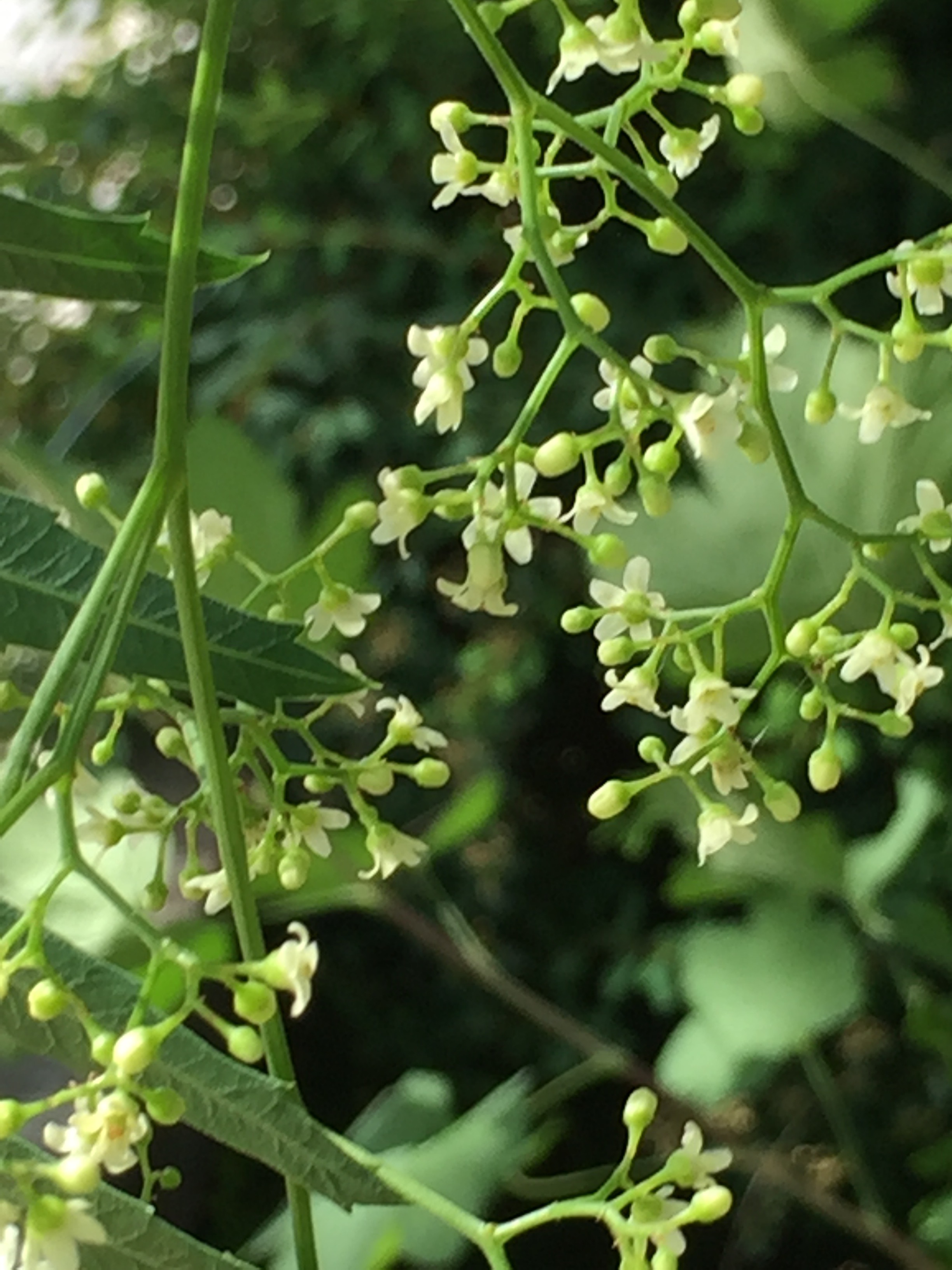 Pepper Tree