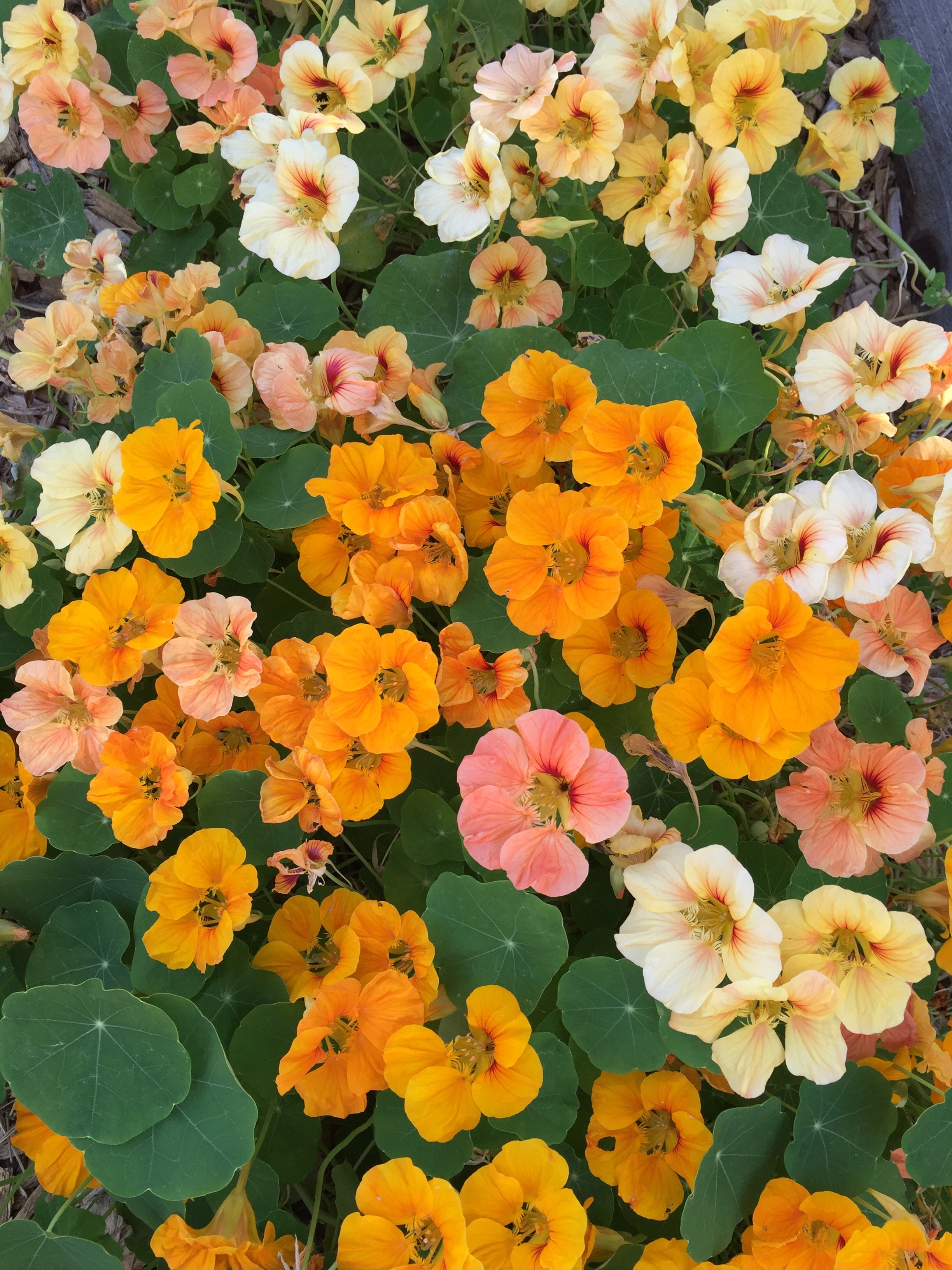 Nasturtiums