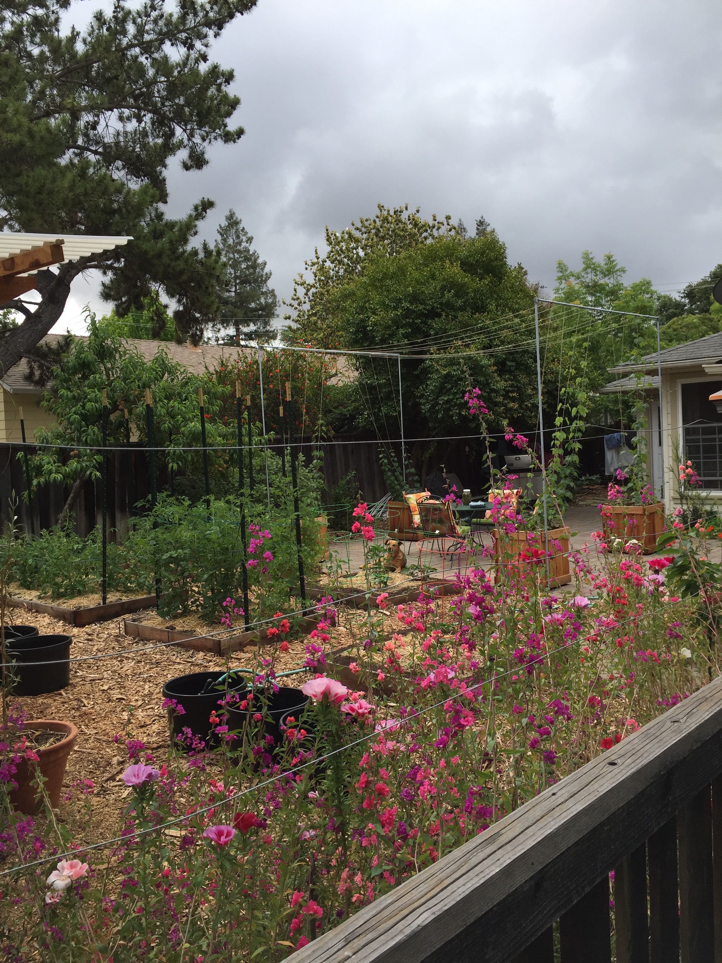 Looking through native clarkias to the tomatoes, and in the background the hops are climbing ever higher