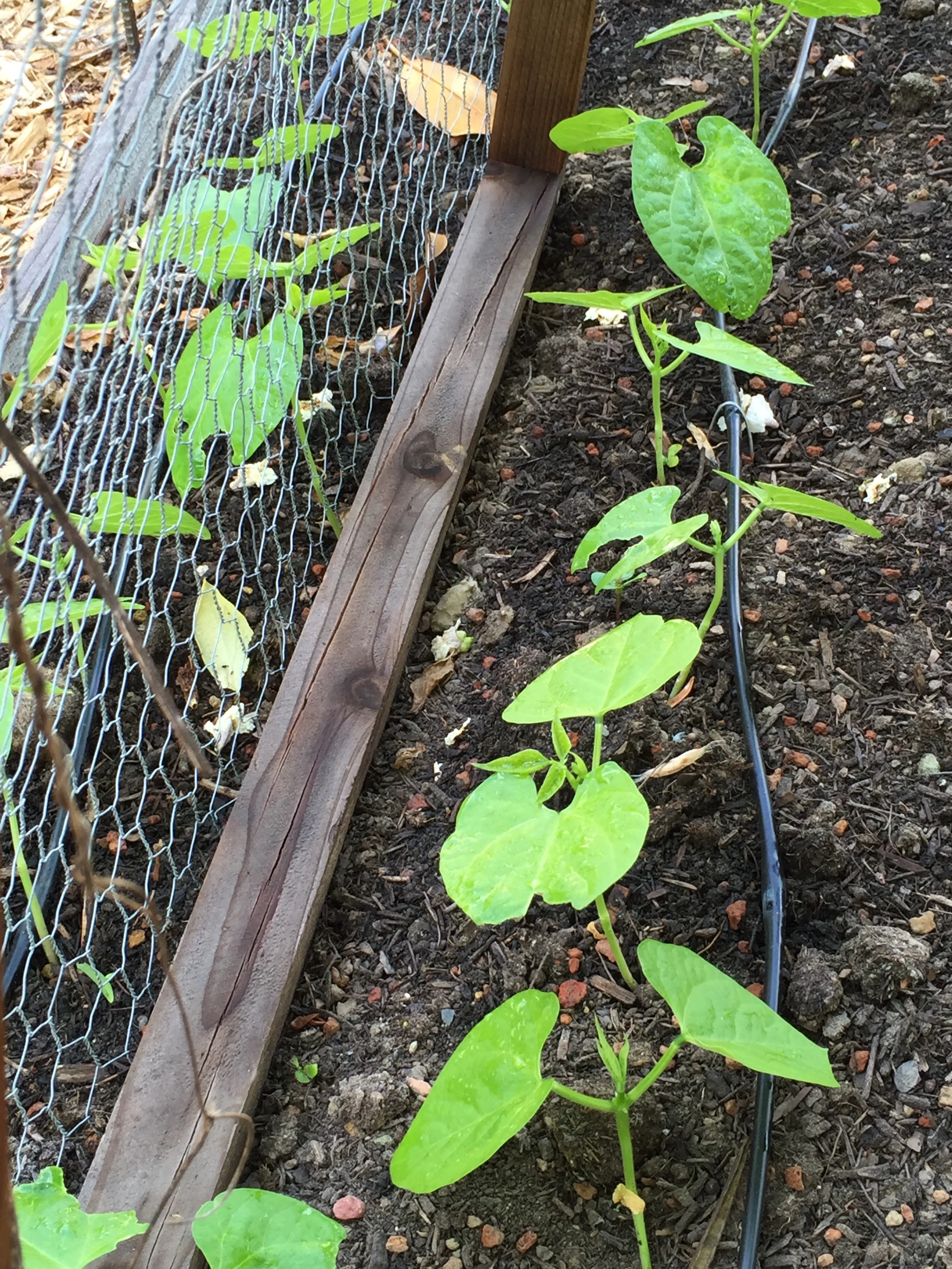 Pole beans, starting the journey up