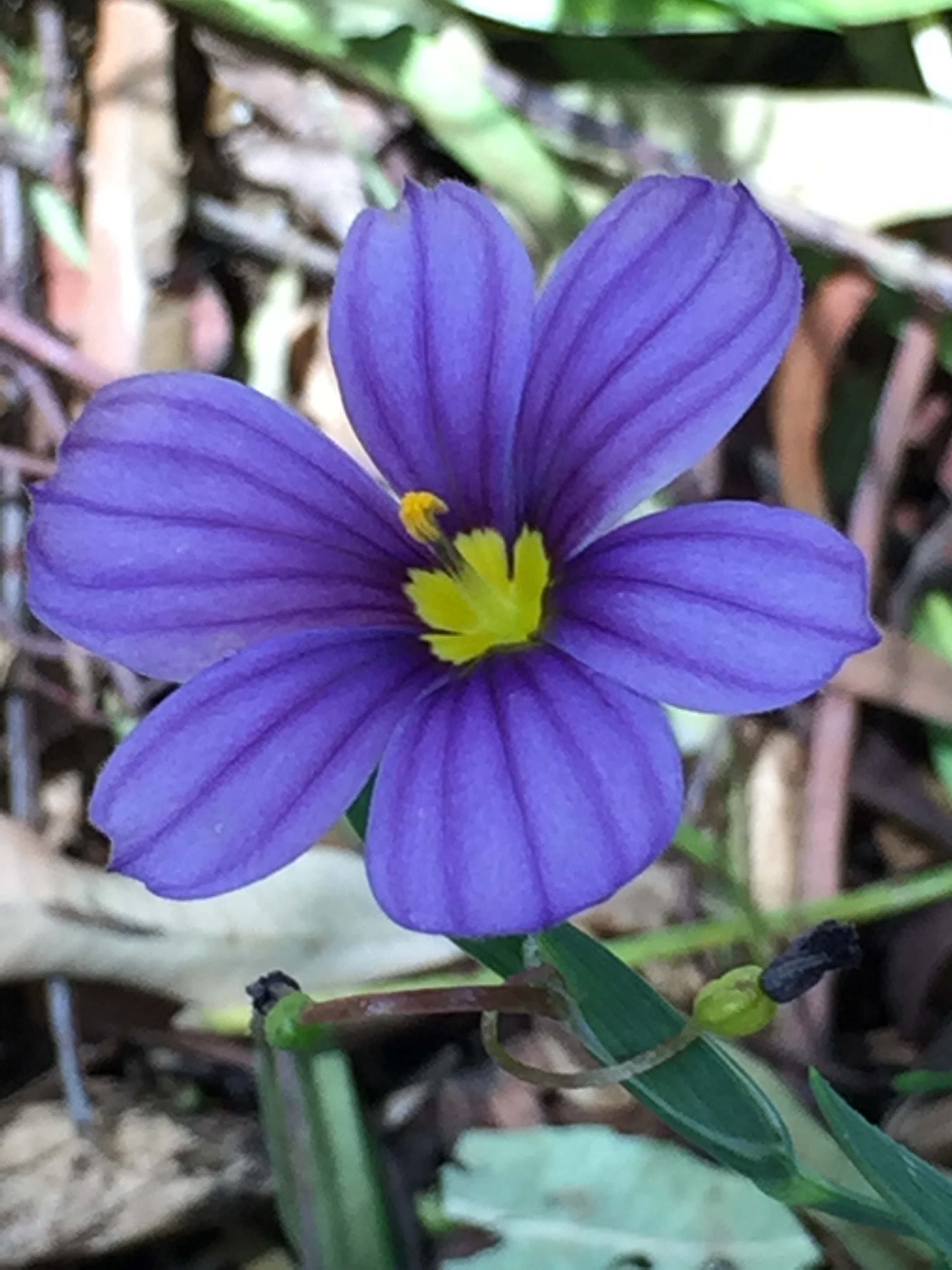 Blue-eyed grass, a CA native