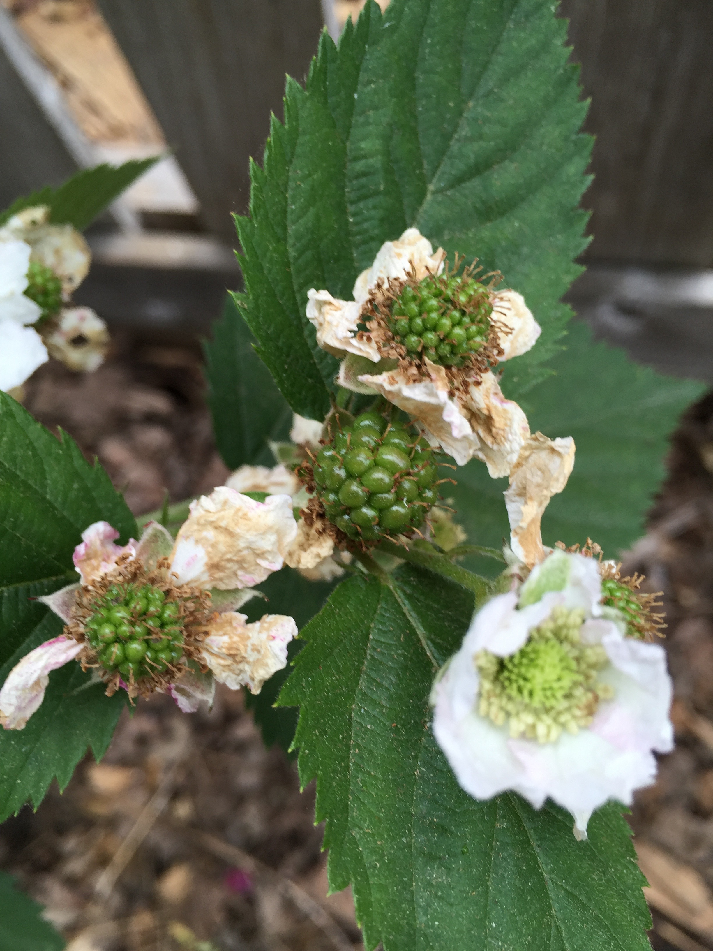 Blackberries
