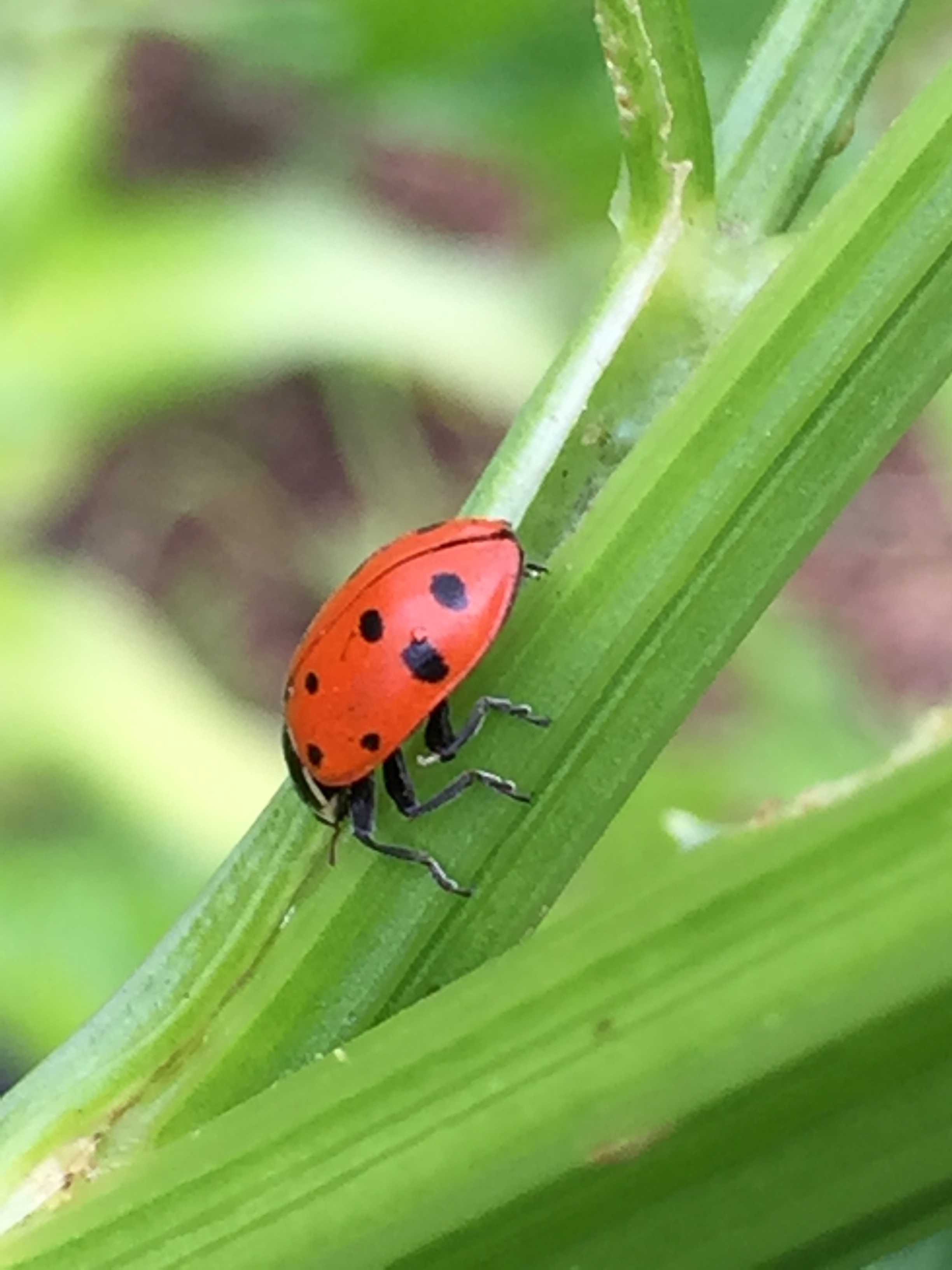 a ladybug on some celery at the Benicia Community Farm