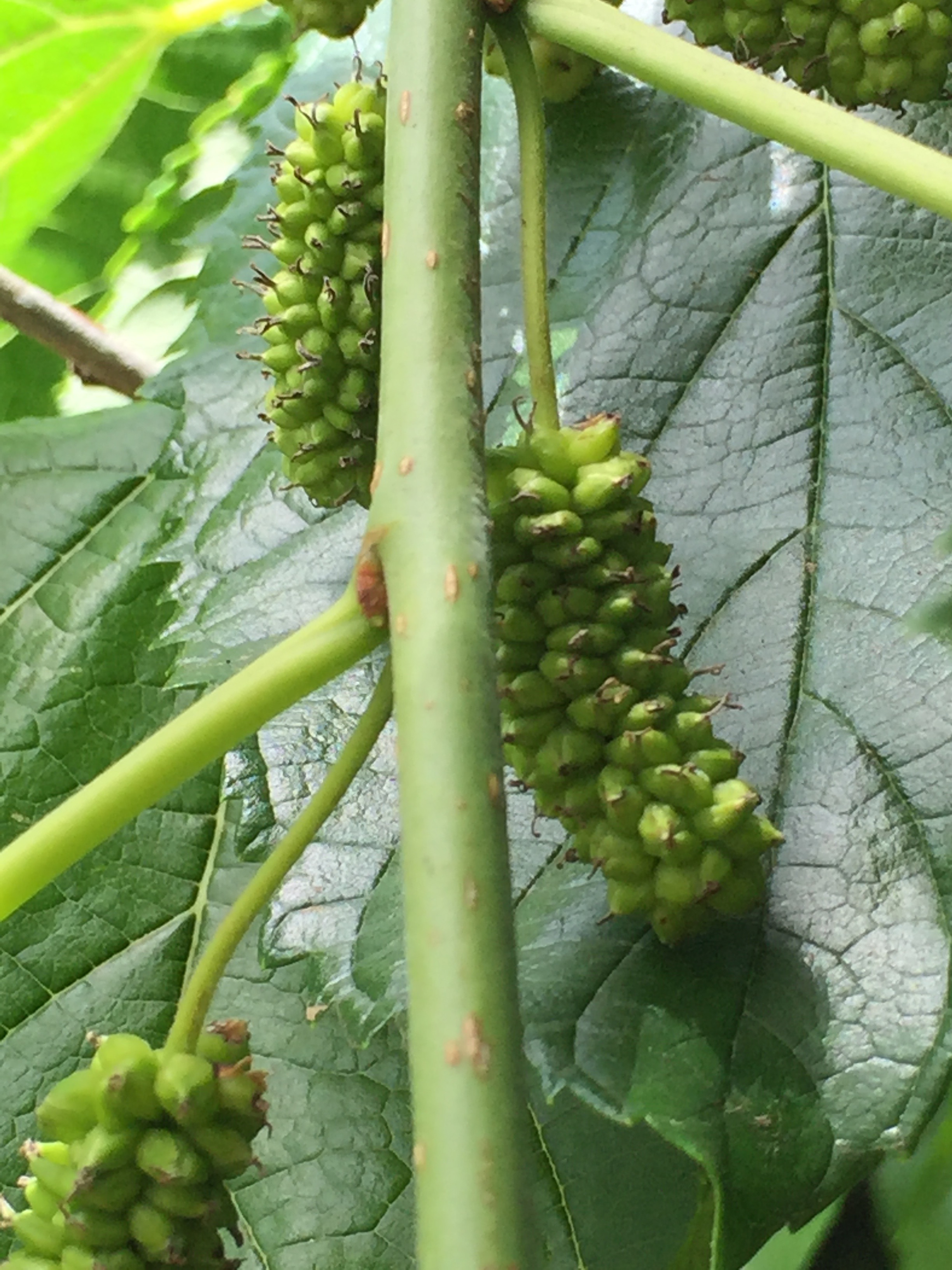 Immature mulberries at Dog Island