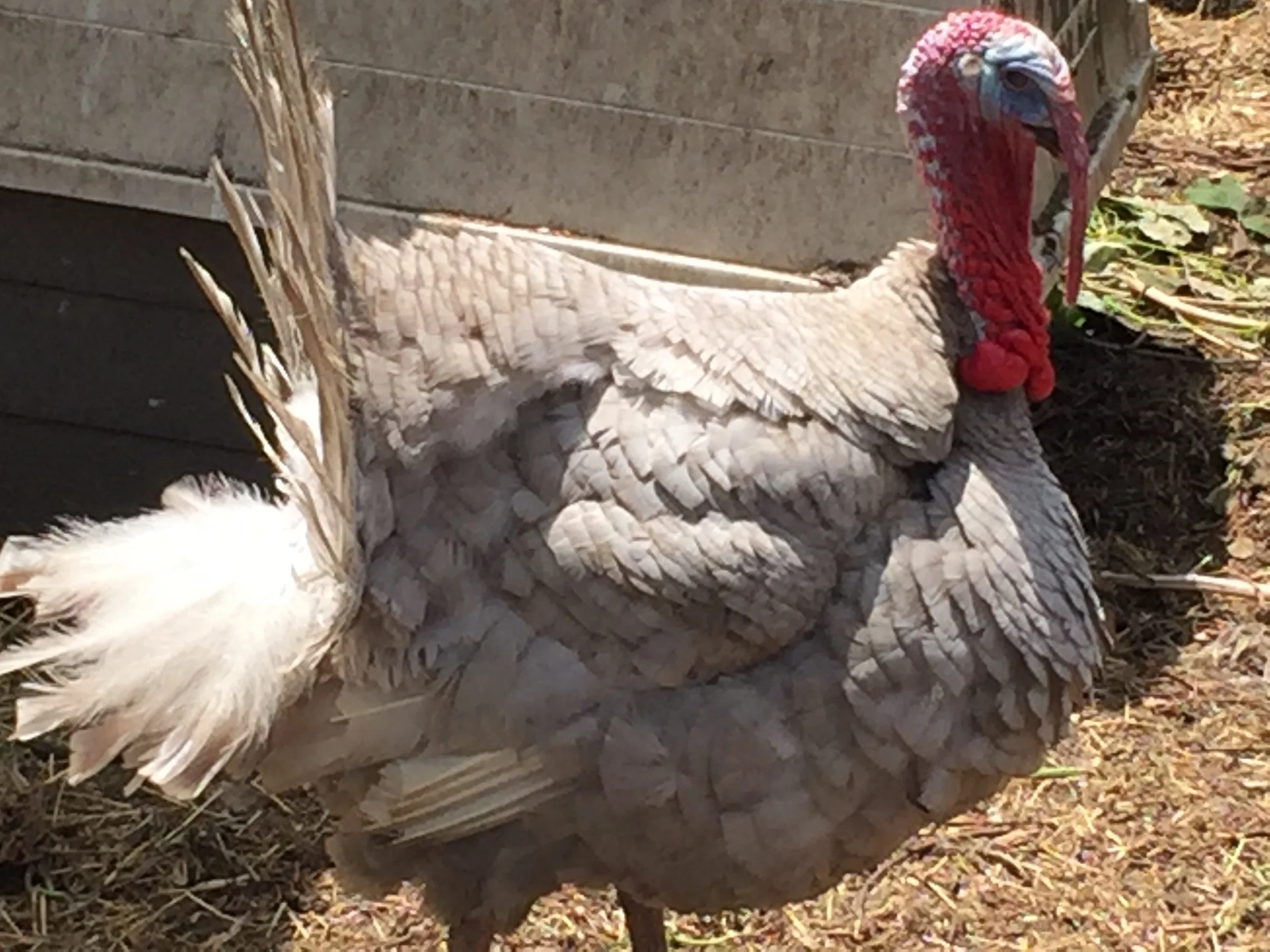 One of the friendly Tom turkeys at Dog Island