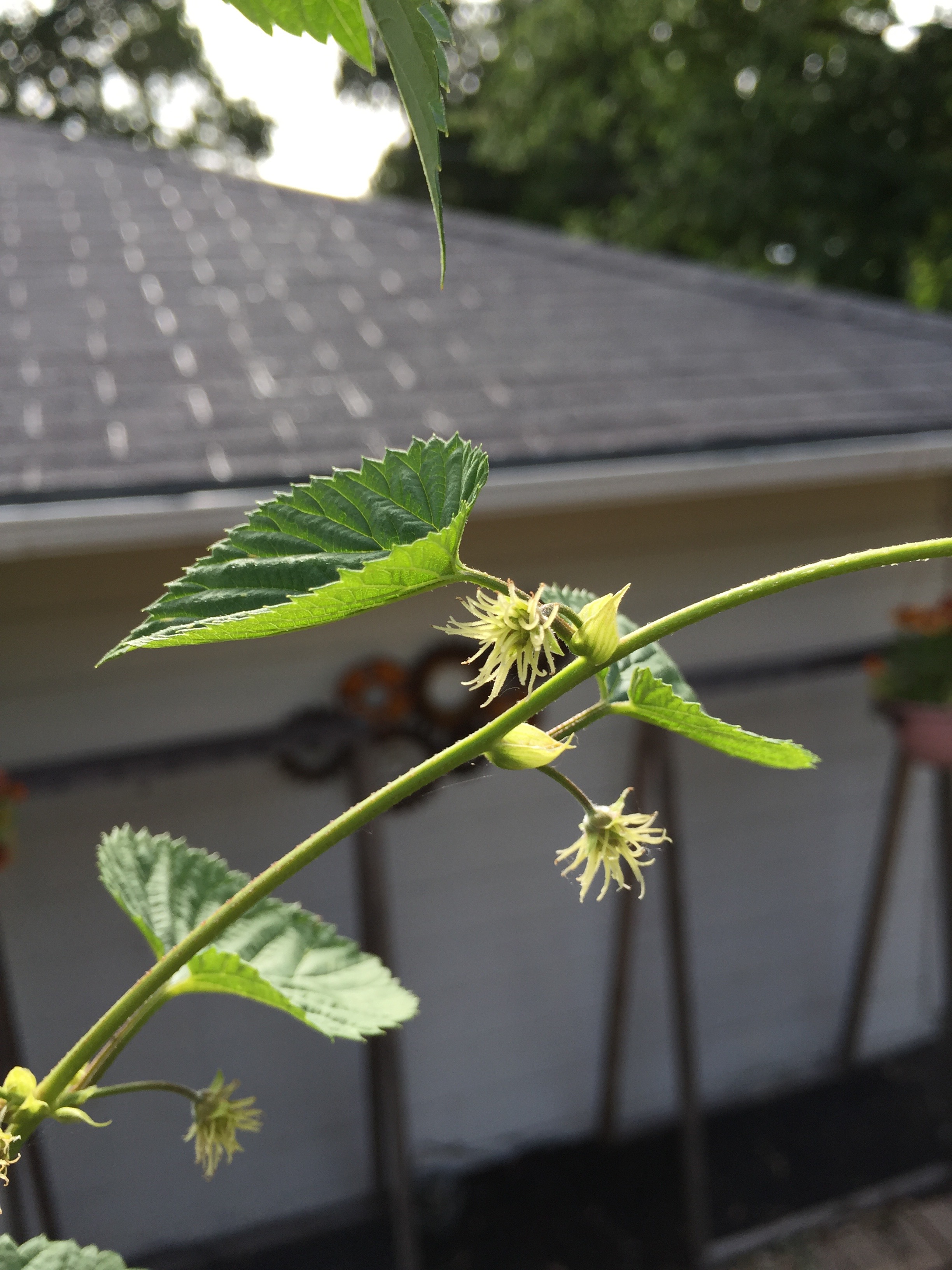 Those are gourd trellises on the wall behind the hops