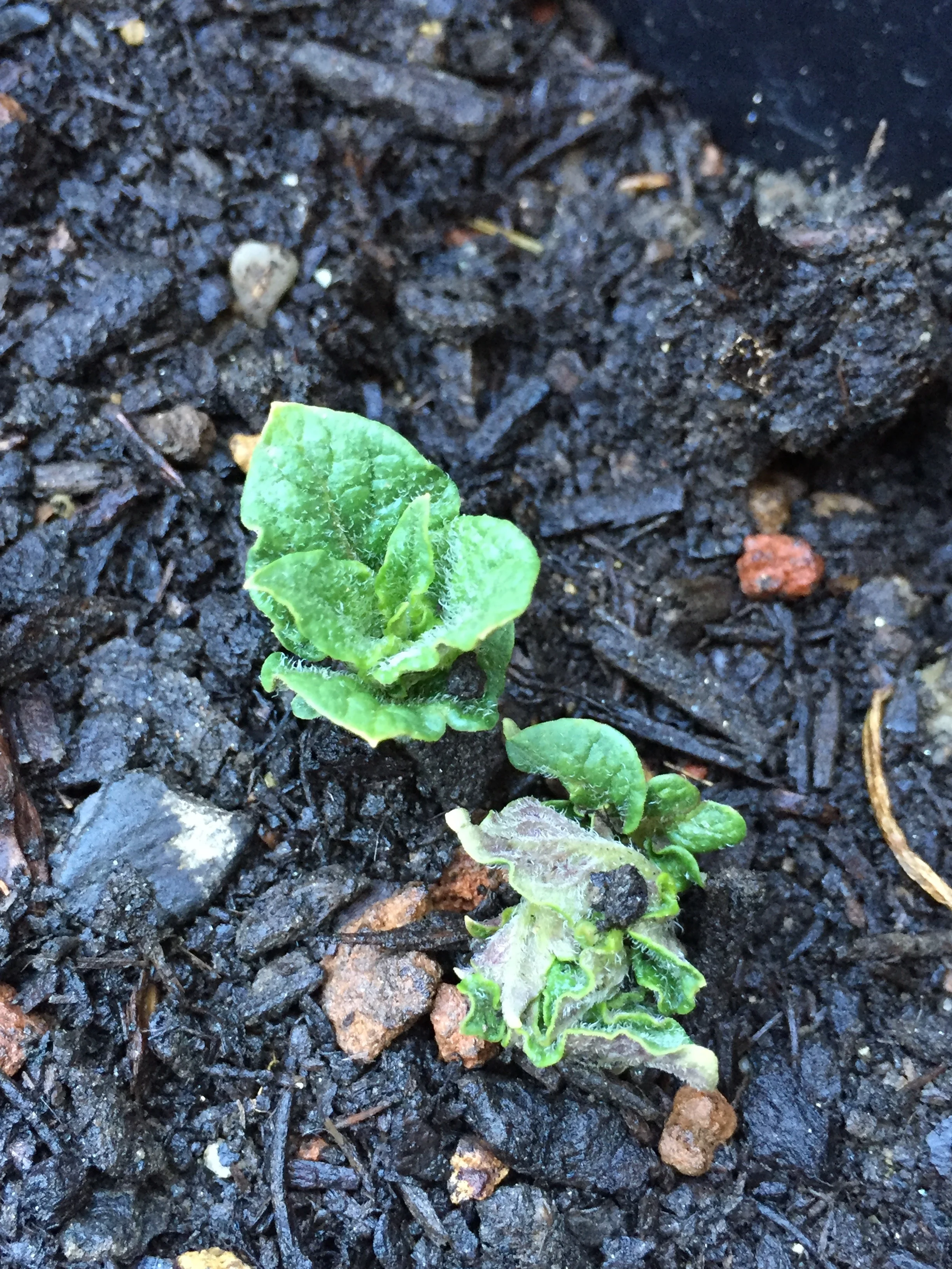 All five kinds of potatoes are sprouting. This is Yukon Gold. 