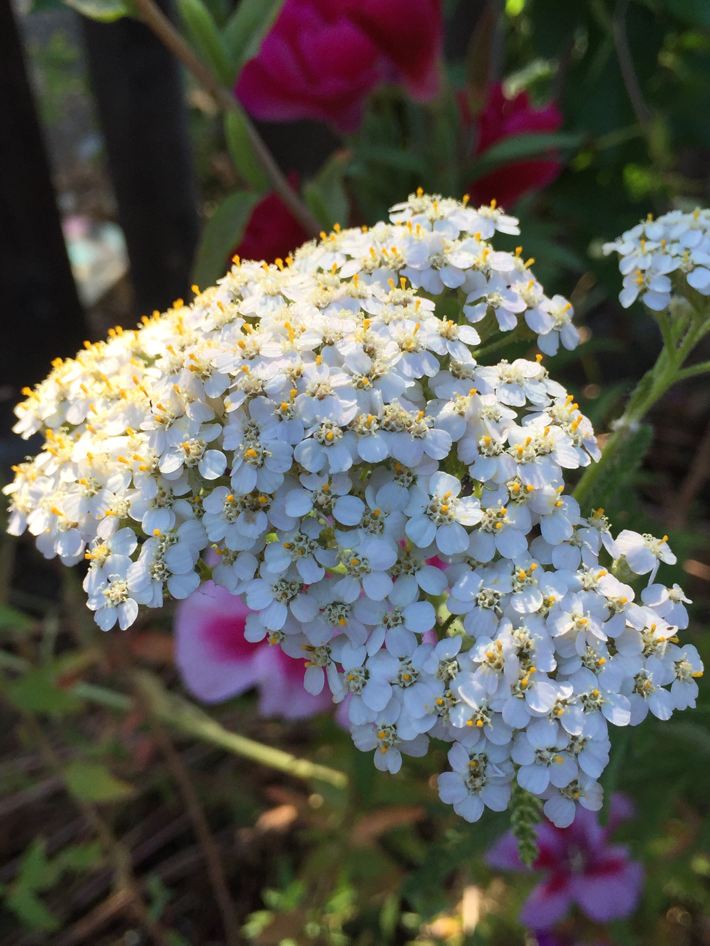 Pretty white Yarrow in the North Pollinator bed.