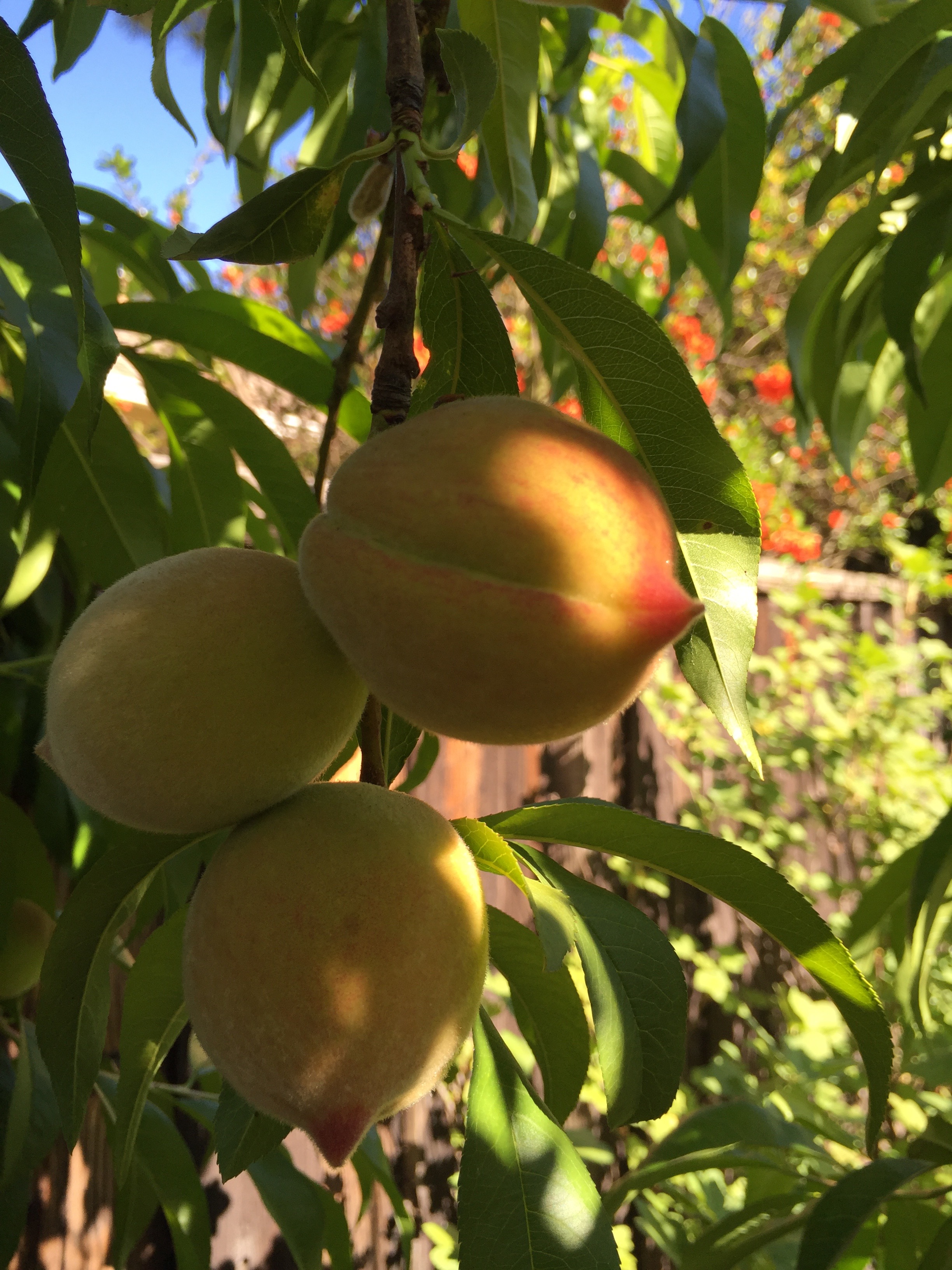 The peaches are starting to look really pretty.
