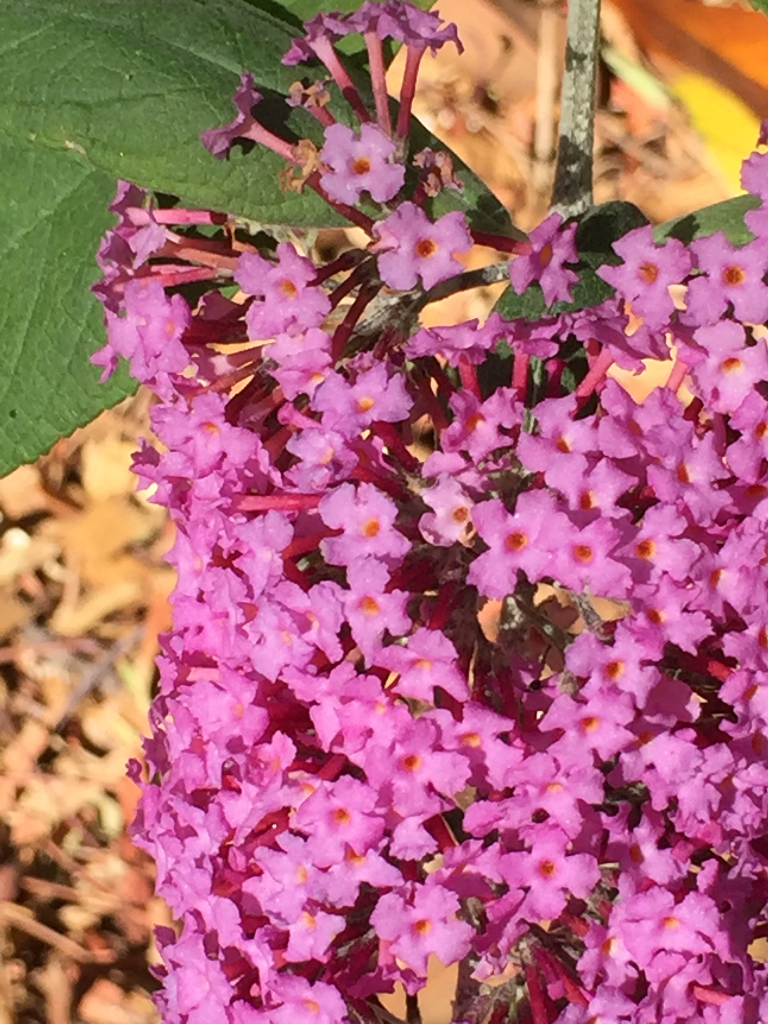 Pink Buddleia...
