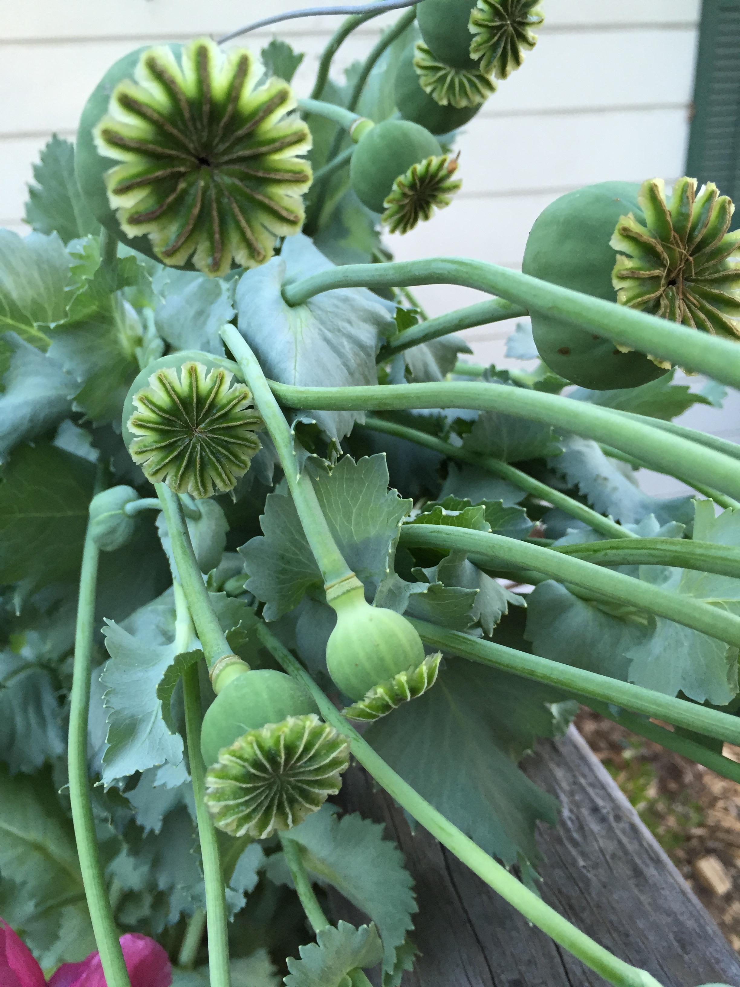 Cupcake seed pods