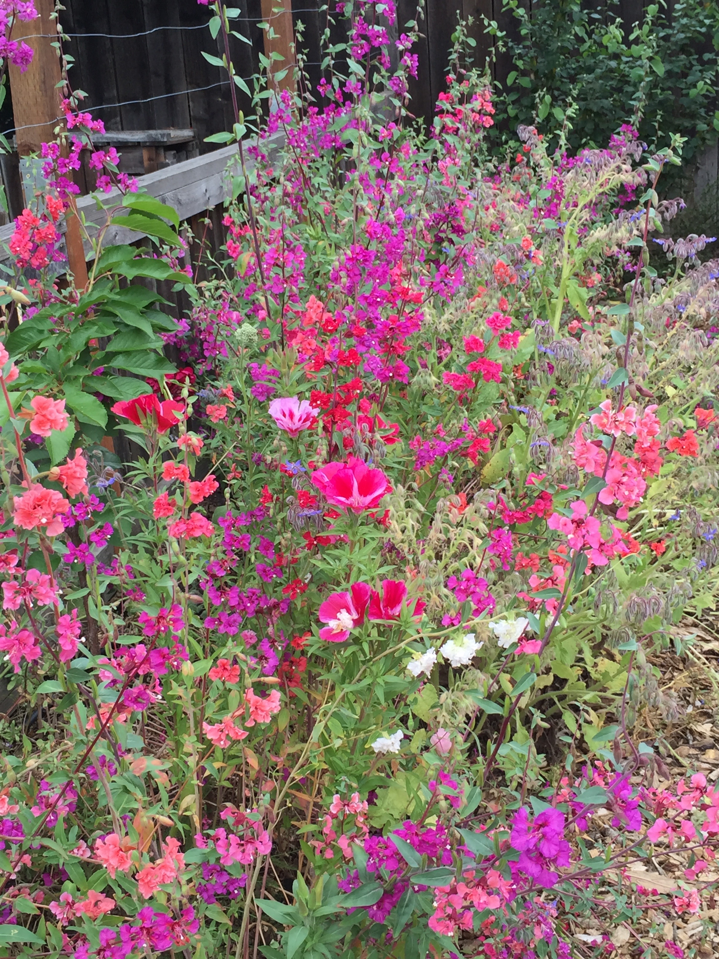 Mountain Garland are the flowers on tall stalks, Farewell-to-Spring are the shorter, cup-shaped flowers.