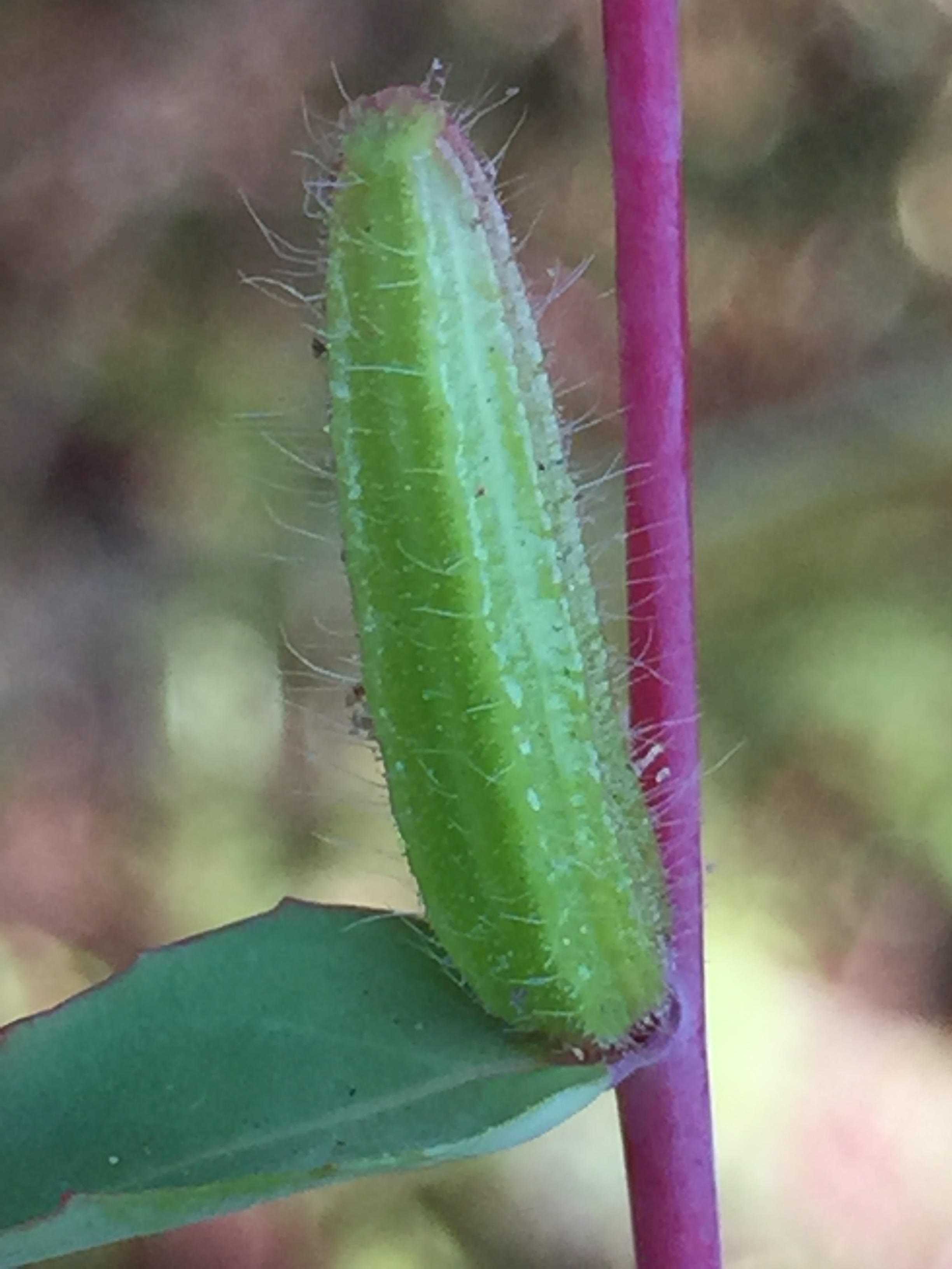 Mountain Garland seedpod