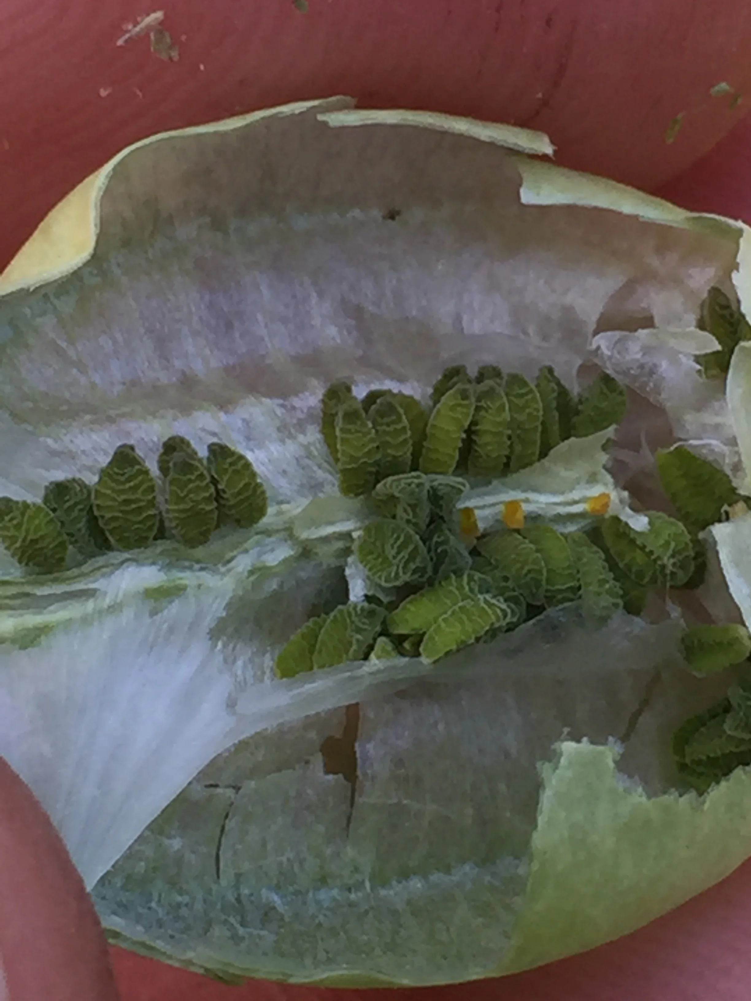 The seeds inside