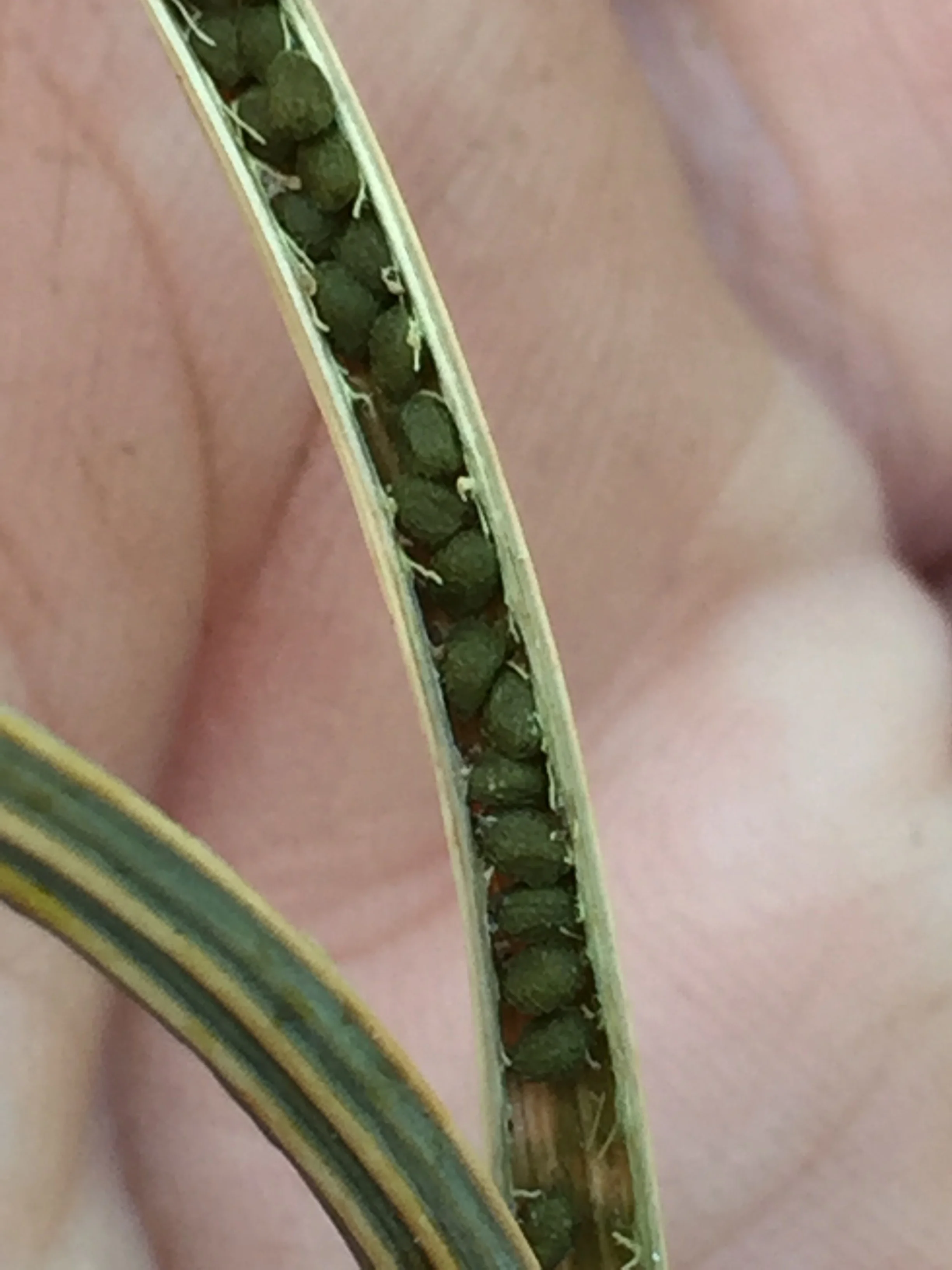 and here's one sprung open, the seeds all in a row