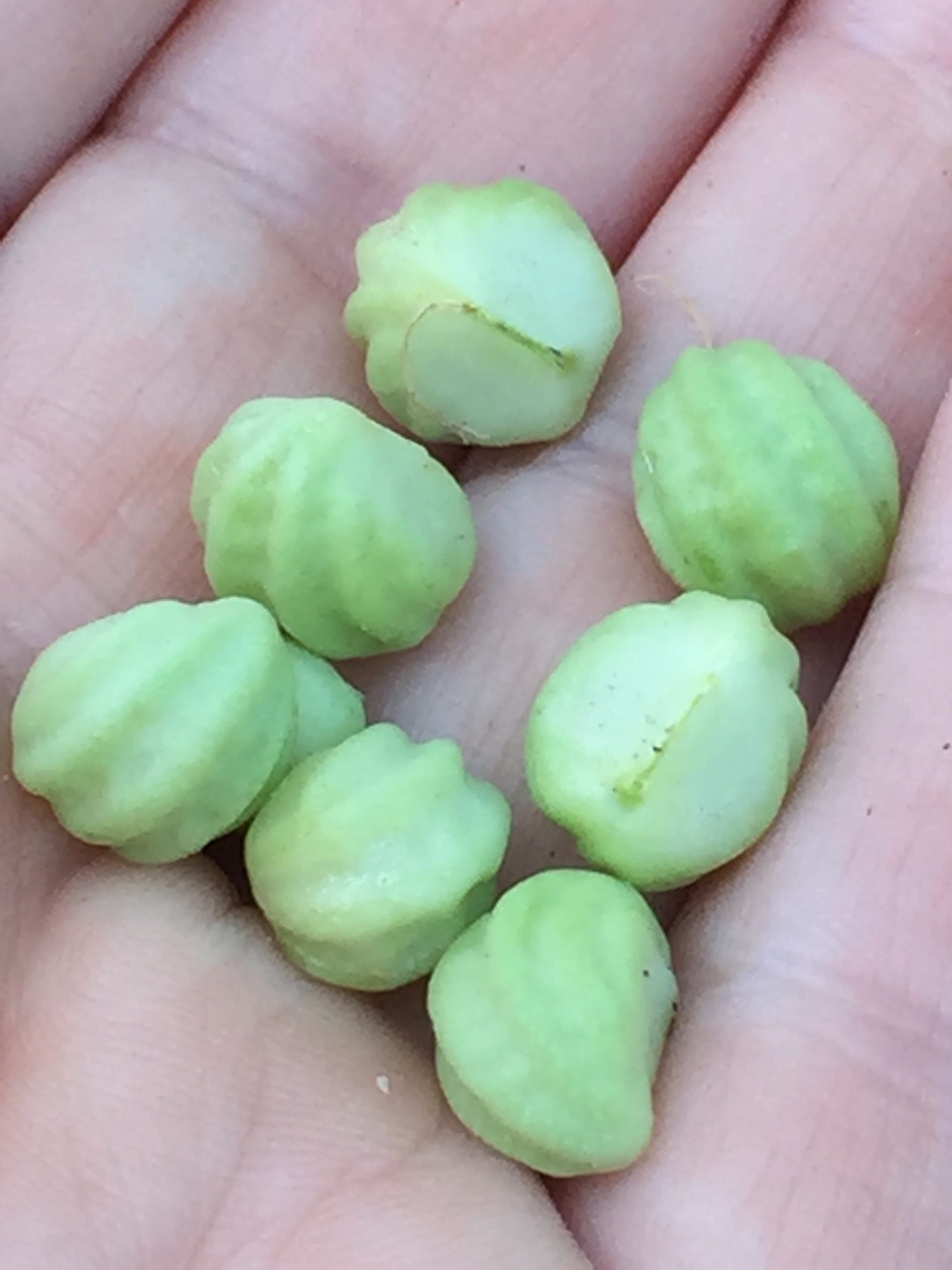 These will dry and harden further, then they'll be ready to plant. 