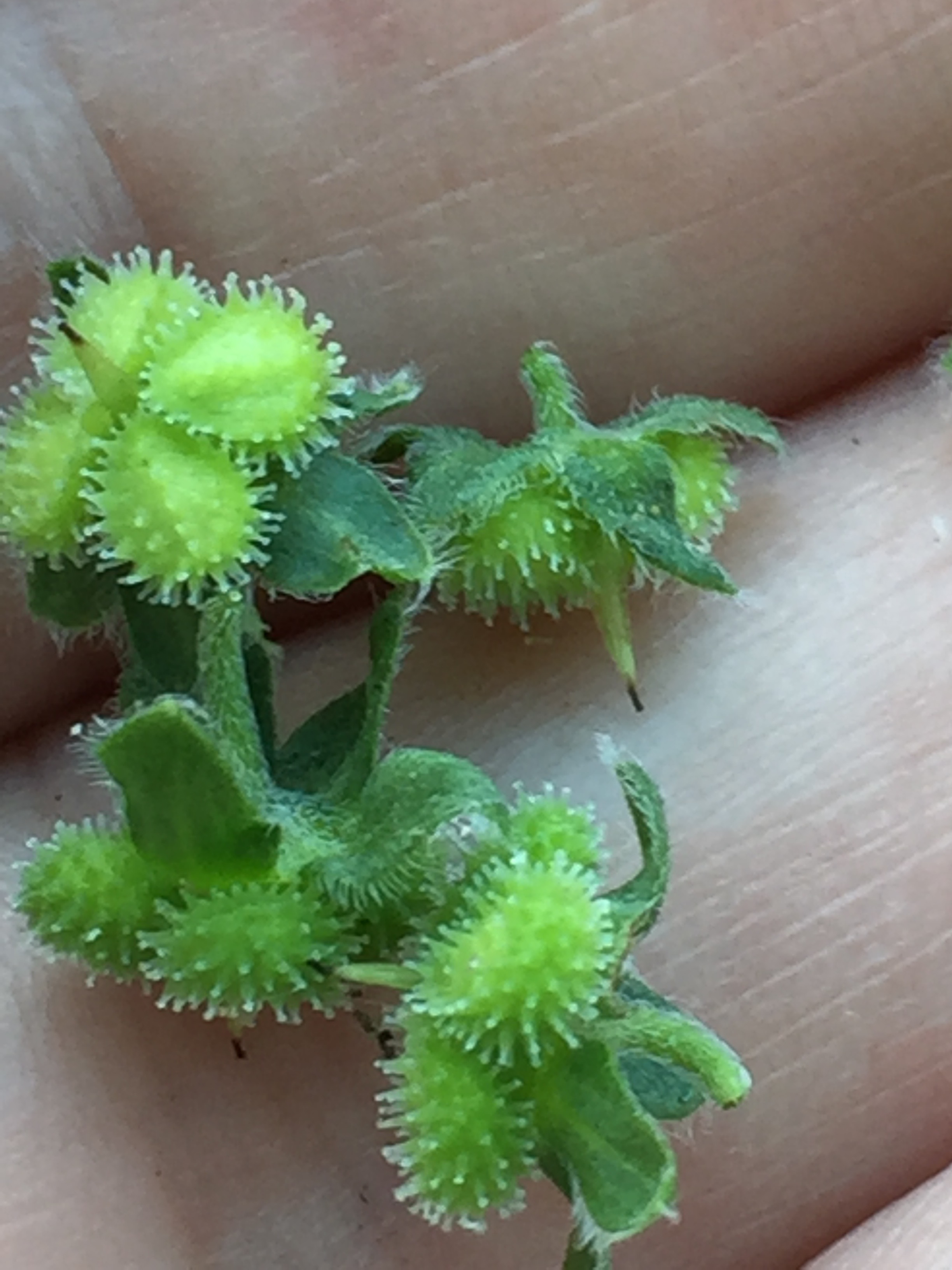 sticky, but beautiful