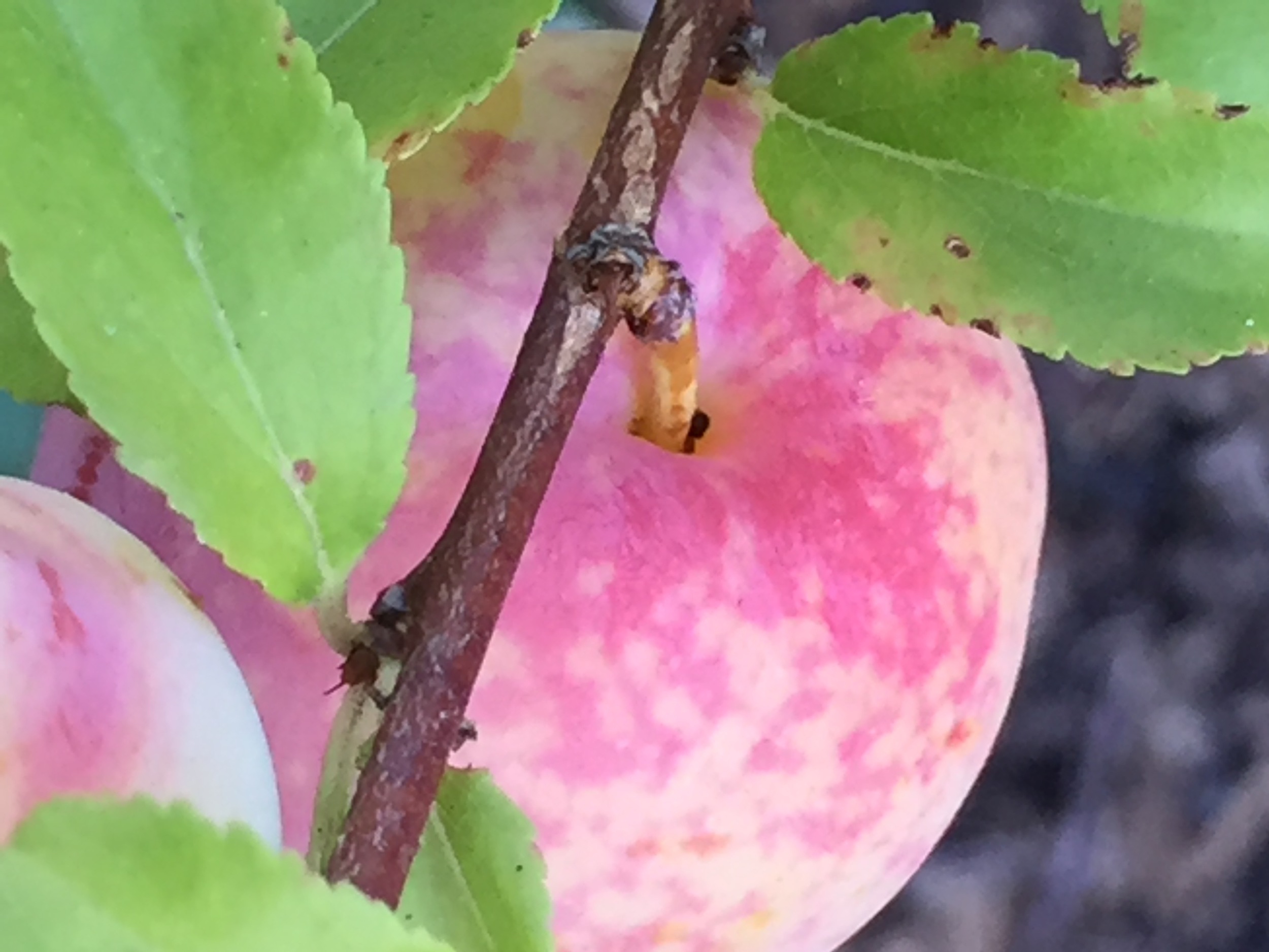 This is a Santa Rosa plum we planted a year ago, last Spring. We have three plums on the tree this year, which I call a success. They are gorgeous and I can't wait to eat them.