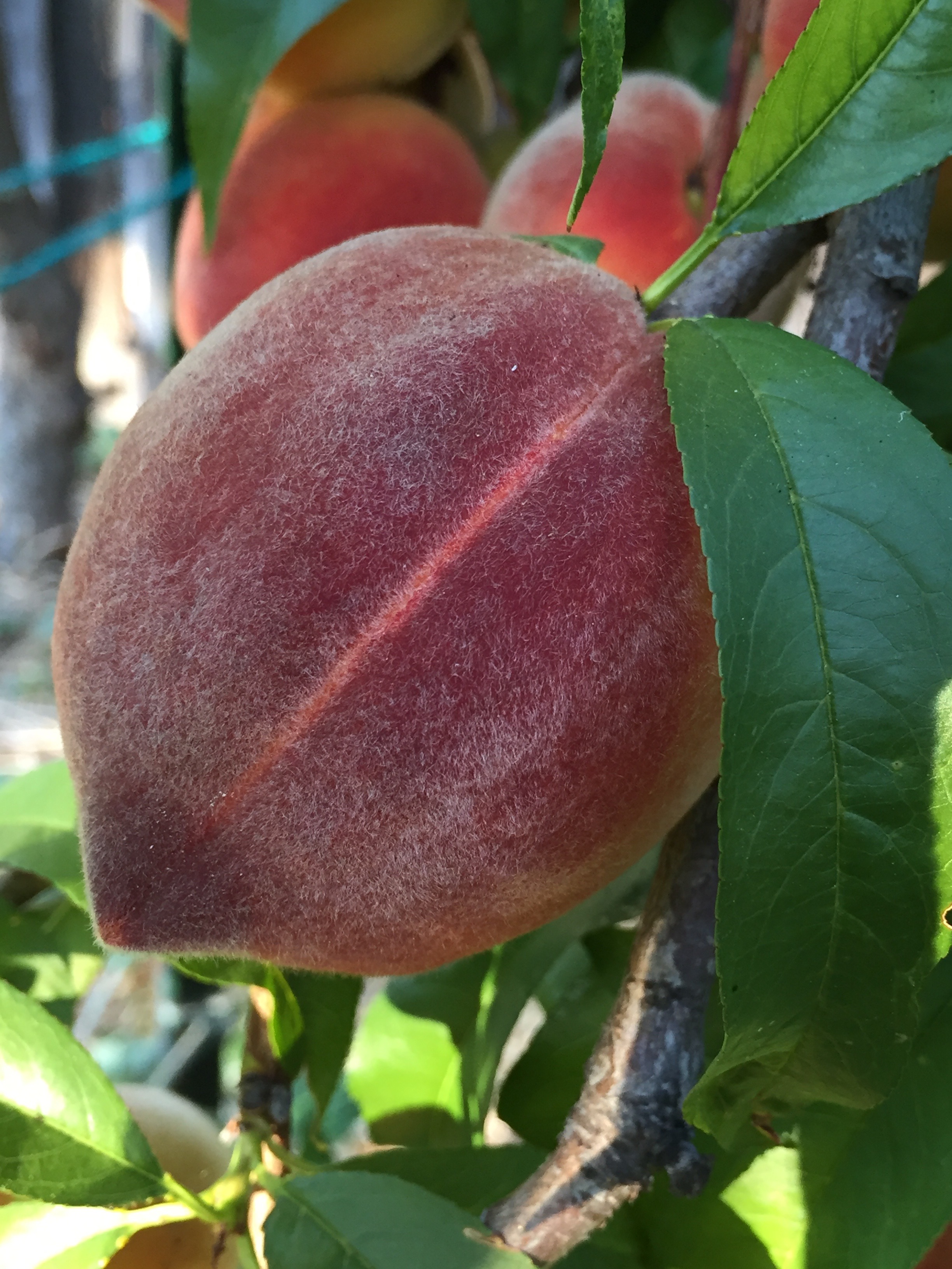 The peaches are numerous and glorious. We have dreams of frozen peaches for smoothies, peaches for pie, peaches to eat out-of-hand, and of course peach jam. About three times a day we go out and squeeze them, or see if they come off easily in our hand. That will be our cue to start eating. We must stay ahead of the squirrels and birds, though we have so many, we can share.