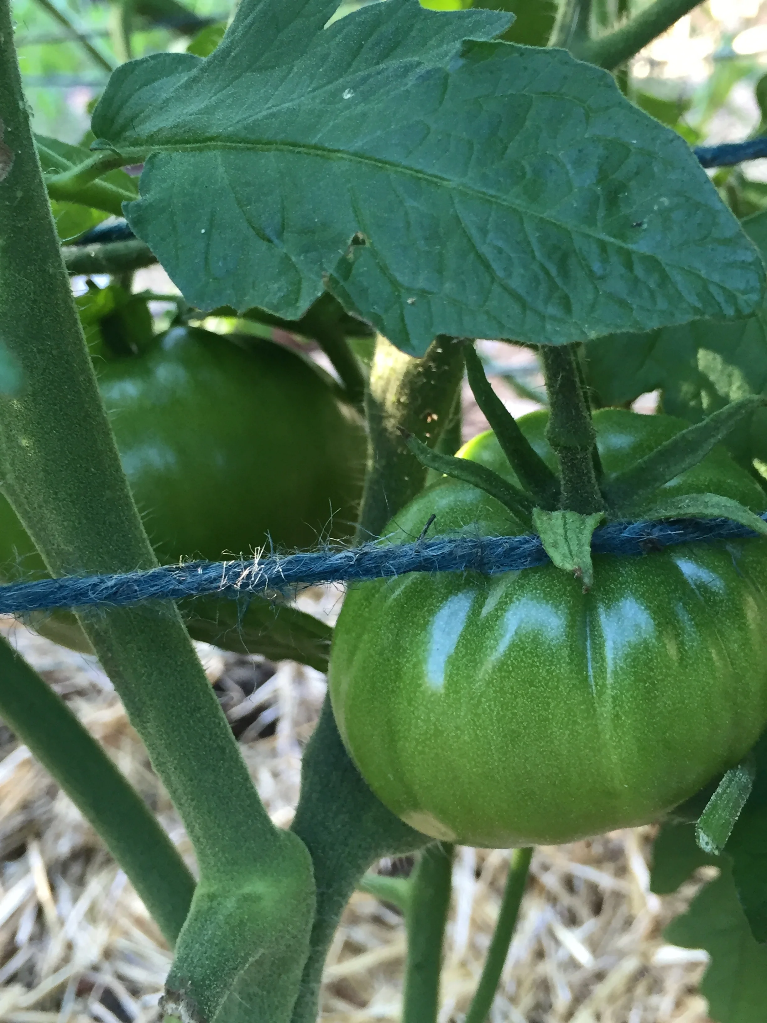 We have slicers, paste, and cherry tomatoes all rivaling to be the first ones ready to eat. I'm trying new things with growing tomatoes this year, and I'll write about that in a different post. So far, I really like where things are headed.
