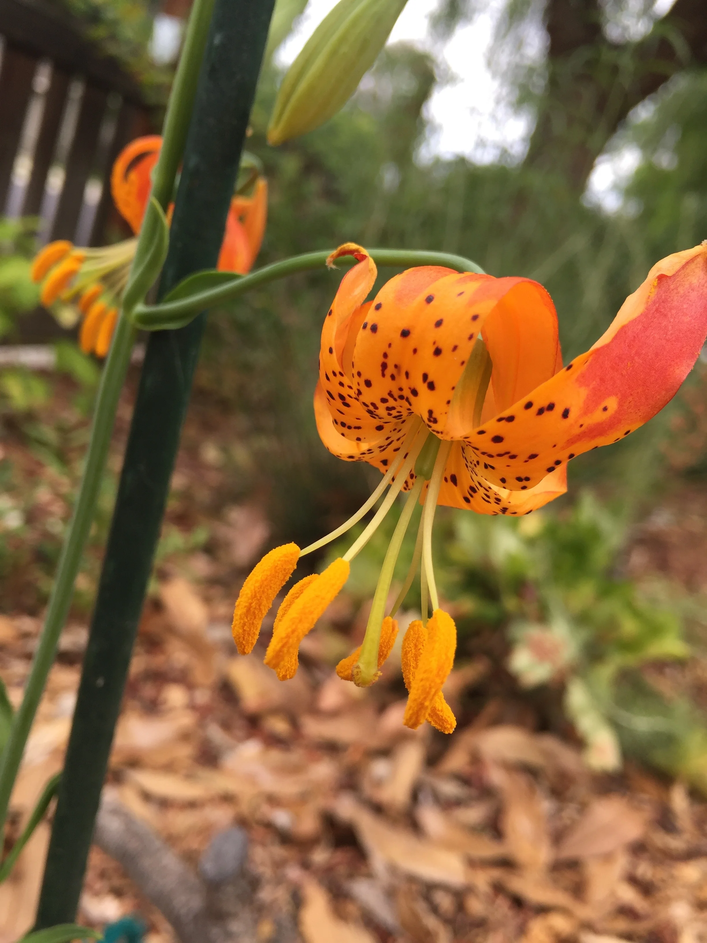 This is California's drought-tolerant answer to the Leopard Lily