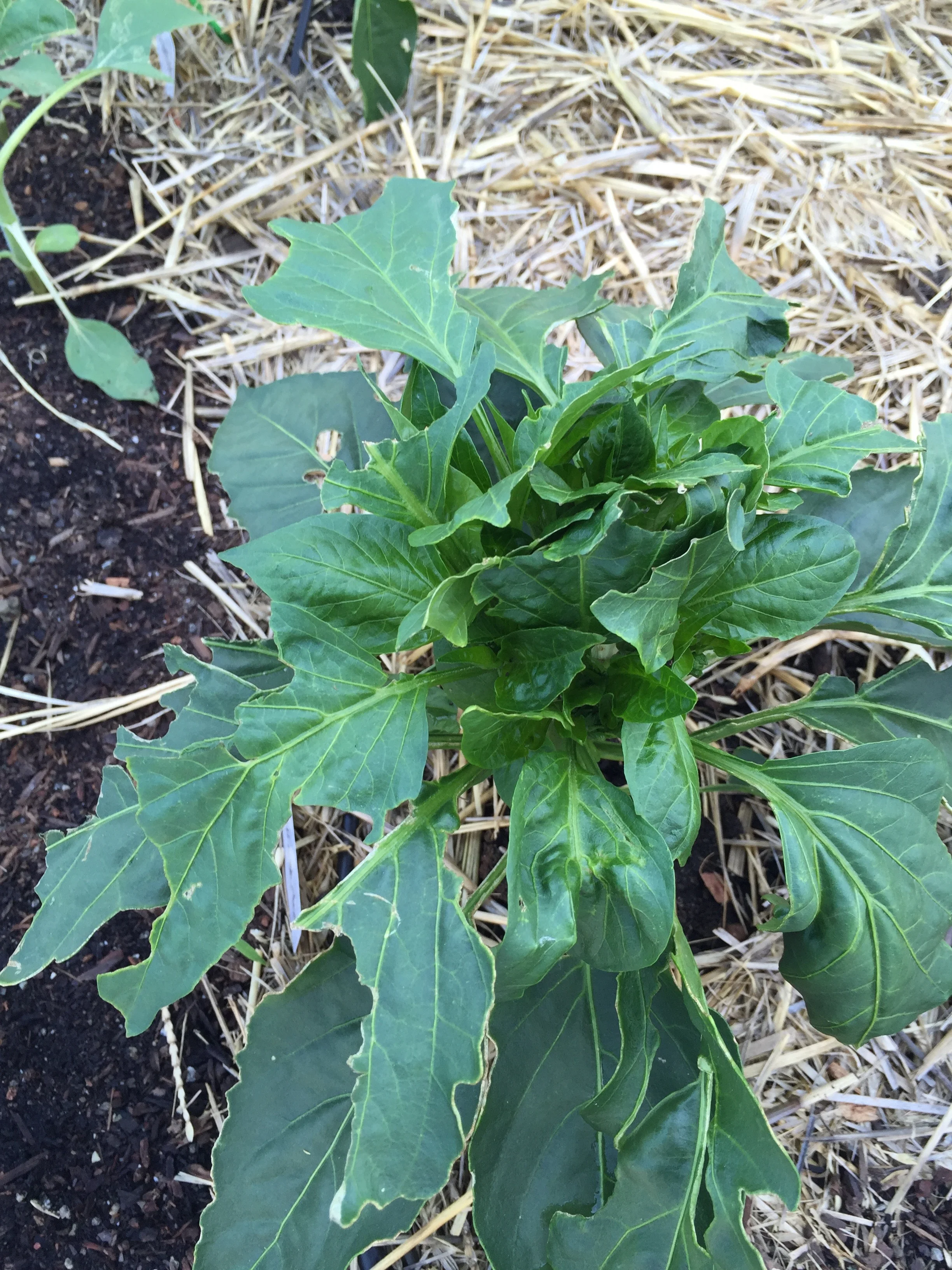 A pepper, half the size it used to be