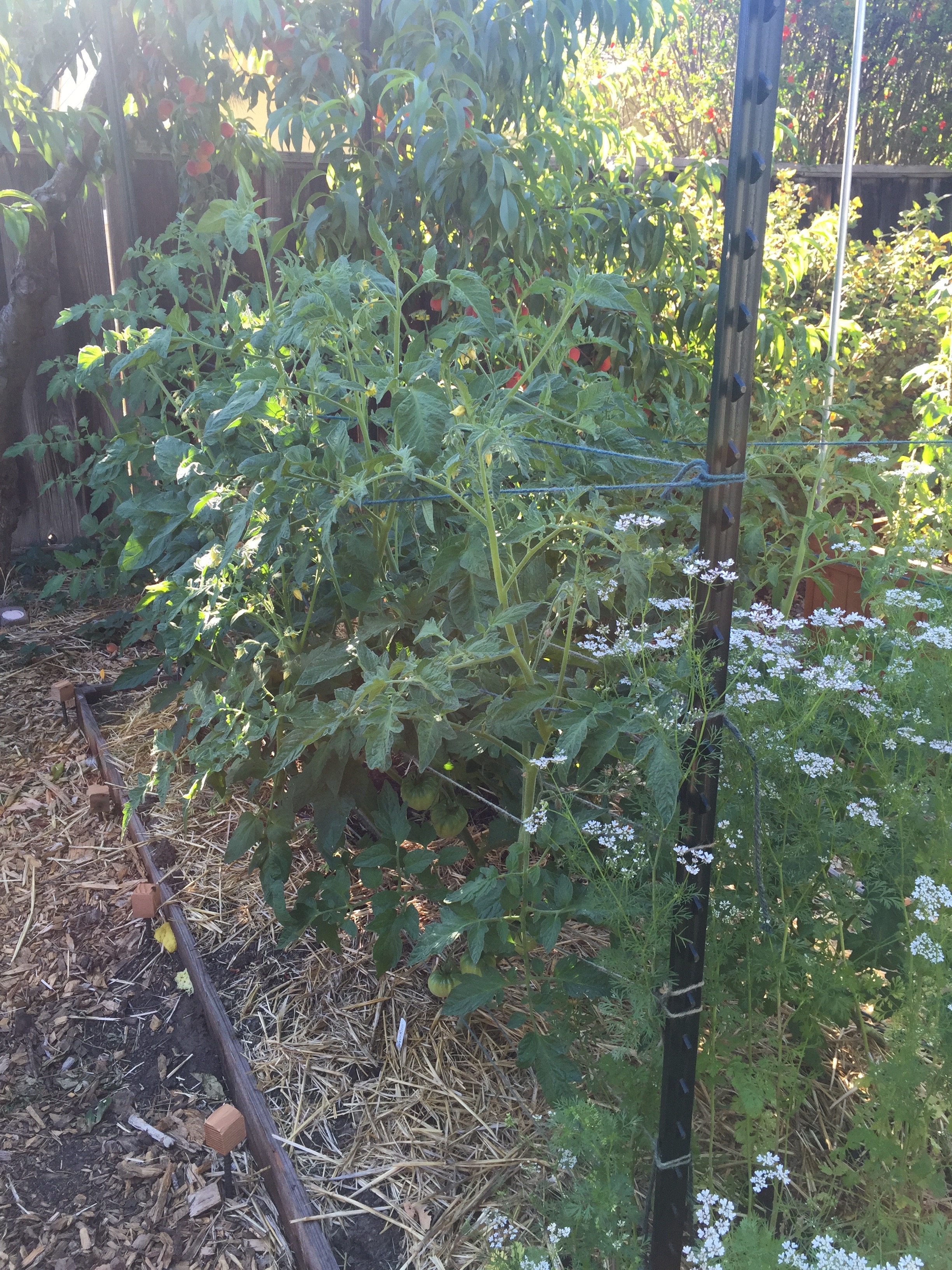 Cilantro in front, peaches in the back